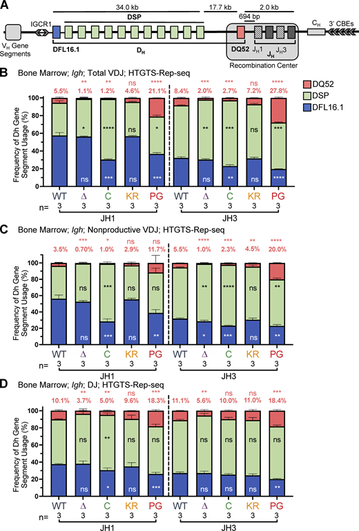 DH gene segment usage in Igh rearrangements in bone marrow assessed by HTGTS–Rep-seq.(A) Schematic of murine Igh with the RC containing the JH-proximal DQ52 gene segment and four JH segments highlighted. Figure not to scale. Chevrons indicate the orientation of CBEs. CBEs in VH portion of locus not depicted. (B–D)Igh HTGTS–Rep-seq data from mice 5–7 wk of age were analyzed for frequency of DFL16.1 (blue), DQ52 (salmon), and intervening 11 DH gene segments (green) in total (B), nonproductive VDJH (C), or DJ recombination events (D) with JH1 or JH3 in bone marrow. Percentage of DQ52 usage is indicated above each bar. n, number of mice analyzed per genotype. Number of recombination events analyzed can be found in Table S4, Table S5, and Table S6. Data are presented as mean with error bars indicating SEM. Statistical significance relative to WT determined by two-tailed unpaired t tests (ns, P > 0.05; *, P ≤ 0.05; **, P ≤ 0.01; ***, P ≤ 0.001; ****, P ≤ 0.0001). DSP, intervening DH gene segments considered as a group. Refer to the image caption for details.