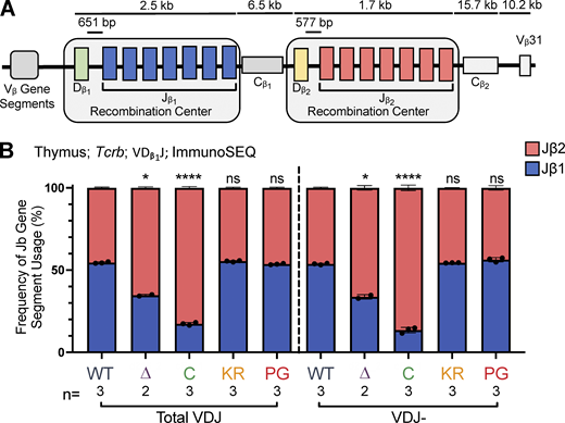 Jβ gene segment usage in VDJβ rearrangements.(A) Schematic of murine Tcrb with the two RCs containing Dβ1 and Jβ1 or Dβ2 and Jβ2 gene segments highlighted. Figure not to scale. (B)Tcrb ImmunoSEQ data from mice 5–7 wk of age in CD4+CD8+CD3εlo thymic T cells were analyzed for frequency of Jβ1 and Jβ2 gene cluster usage in VDJ recombination events using the Dβ1 gene segment. Number of recombination events analyzed can be found in Table S8. Data are presented as mean with error bars indicating SEM. Statistical significance determined by two-tailed unpaired t tests (ns, P > 0.05; *, P ≤ 0.05; ****, P ≤ 0.0001).