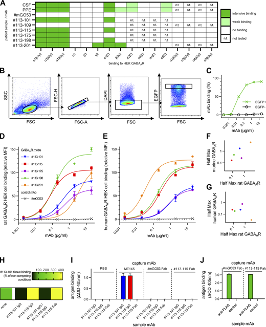 Characterization of GABAAR mAb binding to native receptors. (A) Overview of binding from patient’s polyclonal samples and derived recombinant GABAAR mAbs in CBAs using COS7 cells overexpressing individual or multiple GABAAR subunits as indicated. Examples are shown for α1β3γ2, α1β3, β3, and γ2 in Fig. 2 A. Patient’s CSF and PPE showed CBA-binding patterns similar to the derived CSF mAbs with prominent α1 reactivity and additional weak binding to COS7 cells expressing α2β3, α5β3 (both), and β3γ2 (PPE only). #113-101, #113-115, and #113-198 selectively target α1, as detecting cells expressing α1β3 and α1β3γ2, but not β3 or γ2 alone (Fig. 2 A). Specificity was confirmed by the absence of reactivity to α2β3γ2, α3β3γ2, α4β3γ2, and α5β3γ2. #113-175 detects GABAAR only when α1 and γ2 are coexpressed, but not in any other combination containing a different α-subunit (α2–α5) with β3γ2 coexpression. mAb #113-201 binds the subunits α1 and γ2 independently (Fig. 2 A). The α-subunit–mediated reactivity is specific to α1, as CBA overexpressing different α-subunits (α2–α5) in combination with β3 was not detected. GABA-negative control #mGO53 showed no binding. All GABAAR-negative mAbs from patient’s CSF repertoire with anti-neuronal reactivity (exemplarily shown for #113-109) and negative control #mGO53 showed no binding. Note that β3 alone is expressed on the cell surface, but α1 alone is not (Ebert et al., 1999). (B–G) A flow cytometry approach analyzing HEK cells transfected with rat or human α1β3γ2 GABAAR and EGFP was used to complement tissue-based quantification of GABAAR mAb binding to native receptors (Fig. 2 B). (B) Selection of cells for analysis was based on sequential gating on a homogeneous cell population in forward scatter (FSC) and sideward scatter (SSC), single cells, live cells (negative for DAPI), and lastly the population of 30% highest EGFP signal as a marker for transfection. (C) Concentration-dependent GABAAR mAb #113-115 binding to EGFP-positive and thus GABAAR HEK cells in comparison to EGFP-negative HEK cells. Similar data were obtained from all GABAAR mAbs. (D and E) Relative MFI values were used to model binding to HEK-expressed rat GABAAR (D) or human GABAAR (E) using nonlinear regression models for one site-specific binding (Table S2). Bars indicate mean ± SEM from n = 3 experiments. (F and G) Regression model–derived Half Max concentrations (50% of saturation binding = MFImax) are compared between the flow cytometry assays using rat or human α1β3γ2 GABAAR and the murine tissue–binding assay (Fig. 2 A): The correlations indicate generally similar binding between assays (R = −0.70, P = 0.23 in F; R = −0.21, P = 0.77 in G), with the exception of #113-201, which bound weakly to murine and rat GABAAR but was the strongest binder to human GABAAR. (H) For analysis of competitive binding (in addition to Fig. 2 C), fluorophore-coupled GABAAR mAb #113-101 was stained on unfixed murine brain tissue in combination with GABAAR mAbs as full IgG or Fab in excess as indicated. Quantified mean MFIs as relative values to noncompetition conditions are shown as a heat map, each from 30 ROIs from two independent experiments. Receptor binding competition is visualized in black and signal enhancement in yellow. (I) An ELISA assay was used to exclude binding of #113-101 to the variable domain of the #113-115. High-binding plates were coated with commercial anti-human IgG MT145 or Fab fragments of control mAb #mGO53 or GABAAR mAb #113-115 as indicated in column group titles above. Sample mAbs (human IgG or Fab) were then applied as indicated in column labels below and detected using commercial detection antibody MT78-ALP. Note that MT145 and MT78-ALP are Fc specific; thus, Fabs could not be detected when used as sample mAb. Bars indicate mean + SD from triplicates of n = 2 experiments. (J) A control ELISA assay was used to confirm successful coating of Fab fragments to high-binding plates. Plates were coated as above before application of commercial mouse anti-FLAG antibody (as sample mAb) for capture by Fab fragments. Bars indicate mean + SD from triplicates of n = 2 experiments. Refer to the image caption for details.
