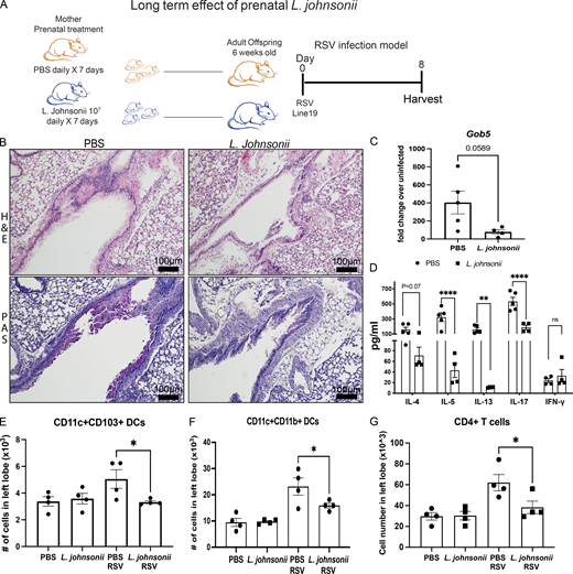 L. johnsonii–dependent protection from RSV-induced pathology persists into maturity.(A) Experimental design. Female mice were supplemented with L. johnsonii for 7 d before mating, then twice weekly until delivery, while control mice were treated with PBS. Offspring were weaned, then infected with RSV at 6 wk of age. Samples were taken at 8 d after infection. (B) Histology sections of the lungs were stained with H&E to visualize inflammation or PAS to visualize mucus. (C) Expression of the mucus-associated gene gob5 was measured in lung tissue by qPCR. (D) Mediastinal lymph nodes were digested into a single-cell suspension and restimulated with RSV. Cytokine production was measured by Bioplex assay. (E–G) The following cell populations in the lung were measured by flow cytometry: (E) CD4+ T cells, (F) CD11c+CD11b+ DCs, and (G) CD11c+CD103+ DCs. Data represent the mean ± SE from four or five mice from two experimental repeats. *, P ≤ 0.05; **, P ≤ 0.01; ****, P ≤ 0.0001.