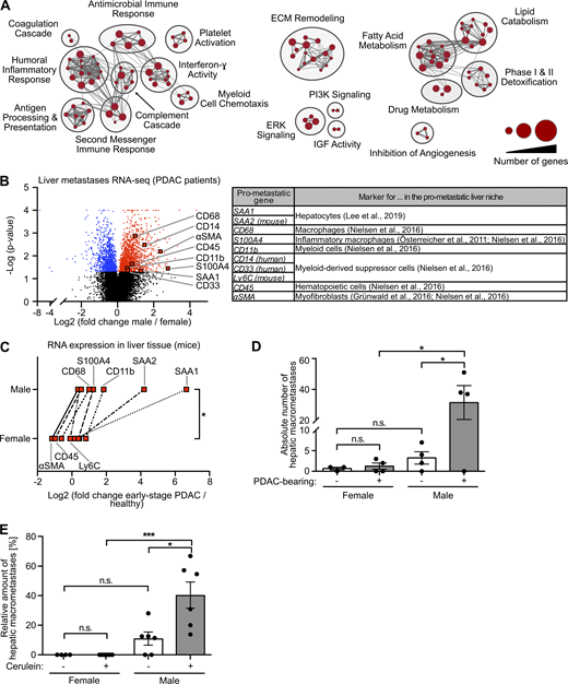 Metastasis-promoting conditioning of PDAC-primed livers occurs in a male-biased manner.(A) GSEA revealed male-specific up-regulation of fibrosis-, immune-, and lipid metabolism–related processes in the liver of PDAC patients. Genes with significant differential expression in the liver tissue of female (n = 9) and male (n = 14) PDAC patients (see Table S1) were employed as a gene list, whereas male versus female fold change in gene expression was used as the gene rank in GSEA. Biological processes (“nodes”) were significantly up-regulated in male livers (NES ≥2.0, FDR q-value ≤0.01), whereas no biological process was detected as down-regulated in male livers (NES ≤2.0, FDR q-value ≤0.01). The size of connections (“edges”) correlates with overlapping genes between the respective nodes. ECM, extracellular matrix; IGF, insulin-like growth factor; PI3K, phosphoinositide 3-kinase. (B) Volcano plot of transcriptomic data showing sex-dependent expression of metastasis-promoting genes (right) in liver metastases of female (n = 9) versus male (n = 14) PDAC patients. Student’s t test was employed to calculate P values. Genes were considered to be significantly up-regulated (red) or down-regulated (blue) in males after Benjamini-Hochberg adjustment (see also Table S1). αSMA, α-smooth muscle actin. (C) The median fold change in hepatic mRNA expression of metastasis-promoting genes of KPC mice with early-stage PDAC (female: n = 3; male: n = 5) normalized to healthy control mice (female: n = 4; male: n = 4). The Wilcoxon signed-rank test was employed for statistics. (D) Quantification of hepatic macrometastases after challenge of control (female: n = 3; male: n = 4) or KPC mice (female: n = 4; male: n = 4) by i.v. inoculation of tumor cells. Data were derived from two independent experiments. Student’s t test and the Mann-Whitney test for independent variables, respectively, were employed for statistics, depending on normal distribution. Data are presented as mean ± SEM. (E) Quantification of the proportion of macrometastases in relation to total hepatic metastases (macro- plus micrometastases) after challenge of control (female: n = 5; male: n = 6) or cerulein-treated mice (female: n = 6; male: n = 6) by i.v. inoculation of tumor cells. Data were derived from three independent experiments. Student’s t test was employed for statistics. Data are presented as mean ± SEM; *, P ≤ 0.05; ***, P ≤ 0.001 (C–E). Refer to the image caption for details.