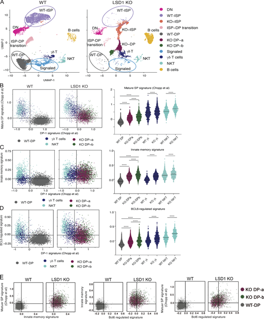 Marked gene expression differences in control and Lsd1-deficient DP thymocytes revealed by scRNA-seq. (A) UMAP plot of scRNA-seq in thymocytes from control, Lsd1fl/fl, and CD2-iCre;Lsd1fl/fl mice. Thymocytes are color coded according to their distribution into clusters (names shown on right). (B–D) Left: scRNA-seq data for (B) mature SP signature genes, (C) innate memory signature genes, or (D) Bcl6-regulated (repressed) genes plotted versus DP-1 (CD69−) signature genes. Gene lists are provided in Data S1. Right: Violin plots show cluster-based average expression scores of the indicated gene sets. ****, P < 0.001; significance determined using an ordinary one-way ANOVA followed by Šidák's multiple comparisons test. (E) Plots of scRNA-seq data on gated DP thymocytes for the indicated signature gene sets showing coexpression in the same DP cells.