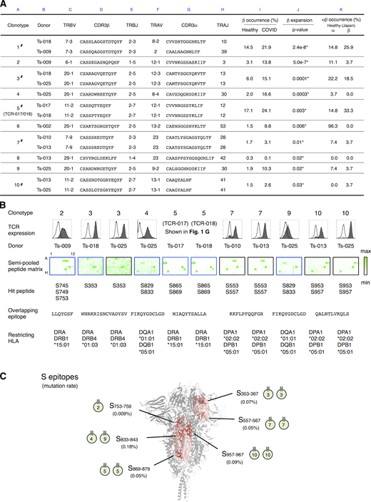 Determination of epitopes of public Tfh clonotypes expanded in COVID-19 patients within conserved S regions exhibiting low mutation rates.(A) Characterization of public clonotypes. Clonotypes detected in multiple donors from our sample pool are indicated by # (column A). Clonotype occurrences were calculated based on a prepandemic healthy cohort from Japan (n = 27, column K) and cohorts of prepandemic healthy donors (n = 786) and convalescent COVID-19 patients (n = 1,413) from multiple ethnicities (column I). For clonotypes that contain different TCRα or TCRβ sequences, occurrences were calculated using pooled sequences (columns K and I). Clonotypes are listed following the order of significance of TCRβ expansion. Clonotypes expanded significantly in recovered patients are indicated by * (P < 0.05, column J). (B) The TCR pair of each clonotype listed in A was reconstituted into reporter cells, and their epitopes and restricting HLAs were identified. TCR expression levels of paired TCRs on reporter cells are indicated by surface CD3 expression as shown in the histograms. Filled histogram, TCR-reconstituted reporter cells; open histogram, parental cells. Semi-pooled peptide matrix described in Fig. S3 A was used for epitope determination, in which reporter cells were stimulated in the presence of HEK293T expressing shared HLAs or autologous APCs and GFP reporter activities are shown as heatmaps. Unless noted otherwise, a peptide name that starts with an S followed by a number in normal size refers to a 15-mer S peptide, and the number indicates the position of its N-terminal amino acid in S protein. Restricting HLAs were determined as described in Fig. S3, B–G; Table S2, and Materials and methods. Clonotypes 1, 6, and 8 did not respond to S peptide pools. (C) Locations of epitopes described in B are highlighted in red in the three-dimensional structure of the SARS-CoV-2 S protein (Protein Data Bank under accession no. 6XR8). Frequencies of mutation (mutation rate) defined relative to Wuhan-Hu-1 were calculated based on data from CoV-GLUE and GISAID. Data are representative of two independent experiments (B).