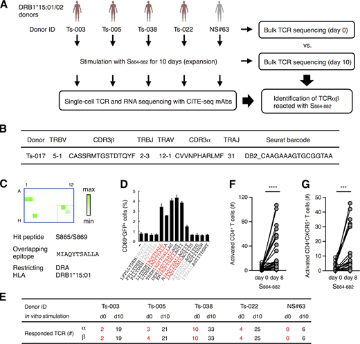 Characterization of S864–882-reactive T cells.(A) Workflow of the analysis for the S864–882-induced T cell expansion. PBMCs from convalescent COVID-19 patients (red) and healthy (gray) donors possessing DRB1*15:01 or *15:02 were analyzed by bulk TCR-seq or stimulated with 1 μg/ml S864–882 peptide for 10 d before CD4+ T cells were sorted and analyzed by single-cell TCR- and RNA-seq as well as bulk TCR-seq. (B) V and J usages and CDR3 sequences of the newly identified clonotype that recognizes S870–878 epitope. (C) Reporter cells expressing TCRαβ in B were stimulated with pooled peptide matrix described in Fig. S3 A in the presence of DRA-DRB1*15:01–expressing APCs. Wells containing S865 or S869 (C1, C2, and G3), S pool #2 (E10), and S864–882 (F11) were positive. (D) 1 μg/ml of serial overlapped 15-mer peptides covering the S861–887 region were tested for reactivity to the clonotype in B to determine the minimum epitope (shown in red). Data are shown as mean ± SD of triplicates. (E) Numbers of TCRα and β of expanded clonotypes (proportion >0.1% in single-cell TCR-seq) detected in bulk TCR-seq described in Table S4 are shown. (F and G) 105 of PBMCs from healthy donors were left unstimulated (day 0) or stimulated with S864–882 for 8 d (day 8). Numbers of CD4+CD69+CD137+ T cells (F) and CD4+CD69+CD137+CXCR5+ Tfh cells (G) are shown. Data are representative of two independent experiments (C and D). ***, P < 0.005; ****, P < 0.001. ID, identifier. Refer to the image caption for details.