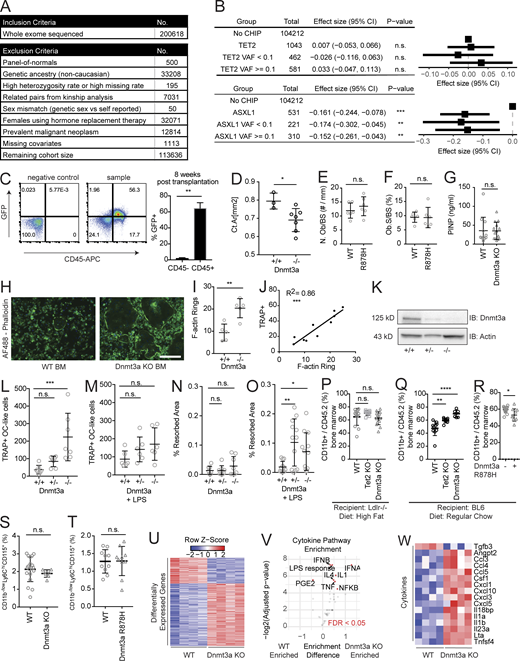 UK Biobank cohort and mouse models of CHIP. (A) Cohort selection and exclusion criteria from 200,000 individuals from the UK Biobank who had whole-exome sequencing performed. (B) Forest plot of the β-estimates for eBMD generated from multivariate linear regression model using CHIP mutations stratified by VAF ≥10% or <10%, and adjusted for age ≥65 yr, sex, BMI <18.5 kg/m2 (underweight), BMI >30 kg/m2 (obese), prior or current smoking status, self-reported history of steroid use, and rheumatoid arthritis diagnosis. The horizontal lines represent Wald 95% CIs. (C) Analysis of cells reconstituted after BM transplantation. BM from mouse with constitutive expression of GFP under a CAG promoter (JAX 024858) was transplanted into WT recipient mice. BM was analyzed at 8 wk after transplantation for CD45+ and GFP+. Most of the GFP positivity is retained in the CD45+ hematopoietic population. On the right is a quantification of GFP percentage in the hematopoietic (CD45+) and nonhematopoietic (CD45−) populations. n = 5. (D) Influence of Dnmt3a KO on bone mass in a nontransplant setting. Female WT (Vav1-Cre) or Dnmt3a KO (Dnmt3afl/flVav1-Cre) mice were aged 33–34 wk and analyzed on µCT for the femoral mid-shaft Ct Ar. n = 3–7. (E and F) Tibias of transplanted WT or Dnmt3a R878H mice were stained with Goldener’s Trichrome stain 20 wk after transplantation. n = 6. Samples were analyzed in a blinded fashion for Ob.N/BS (E) and Ob.S/BS (F) by the Center for Skeletal Research at Massachusetts General Hospital. (G) Procollagen 1 N-terminal propeptide (P1NP) serum levels in mice transplanted with WT or Dnmt3a KO BM into 8– to 10-wk-old Ldlr KO mice fed an HFD. ELISA analysis of serum obtained at 4 mo after transplantation. n = 11–14. (H) Representative images of F-actin rings marking osteoclasts shown by phalloidin immunofluorescence staining. White bar represents 100 µm. Green represents Alex Fluor 488–phalloidin. Blue represents DAPI staining. (I) Quantification of osteoclast differentiation from whole BM of 12-wk-old Dnmt3a KO and WT female mice. n = 5. (J) Correlation between TRAP quantification for osteoclasts and F-actin ring staining with simultaneous staining for TRAP and F-actin rings. (K) Immunoblot (IB) for Dnmt3a in RAW264.7 cells with heterozygous (+/−) or homozygous (−/−) frame-shift mutations in Dnmt3a. (L and M) Quantification of number of osteoclast-like cells from osteoclast differentiation of Dnmt3a +/+, +/−, −/− RAW264.7 cells. (L and M) Osteoclast differentiation was performed using vehicle treatment (L; n = 7) or LPS (M; 0.1 ng/ml; n = 6). (N and O) Quantitative hydroxyapatite resorption assay using osteoclast differentiation of Dnmt3a +/+, +/−, and −/− RAW264.7 cells. Osteoclast differentiation was performed using vehicle treatment (N; n = 7) or LPS (O; 0.1 ng/ml; n = 7). Resorbed areas were distinguished by image thresholding using ImageJ software. Each data plot represents average resorbed areas across all nonoverlapping images taken in a well on day 7 of differentiation. Error bars represent SEM. (P) Quantification of donor CD11b+ in the Dnmt3a KO and WT BM of transplants into Ldlr−/− recipient mice fed a HFD. n = 10–14. (Q) Quantification of donor CD11b+ in the Dnmt3a KO and WT BM of transplants into WT mice fed a ND. n = 7–10. (R) Quantification of donor CD11b+ in the Dnmt3a R878H and WT BM of transplants into WT mice fed a ND. n = 10–15. (S) Quantification of CD11b−/lowCD115+Ly6Chi osteoclast precursors in the Dnmt3a KO and WT BM of transplants into WT mice fed a ND. n = 7–19. (T) Quantification of CD11b−/lowCD115+Ly6Chi osteoclast precursors in the Dnmt3a R878H and WT BM of transplants into WT mice fed a ND. n = 10–15. (U–W) RNA sequencing of unstimulated BMDMs derived from WT or Dnmt3a−/− mice. n = 4. (U) Differentially expressed genes from all genes. (V) Cytokine pathway enrichment analysis using gene set variation analysis (Hänzelmann et al., 2013). Highlighted pathways indicate FDR < 0.05. (W) Significant differentially expressed cytokines/chemokines genes. *, P < 0.05; **, P < 0.01; ***, P < 0.001; ****, P < 0.0001. All error bars represent SD unless specified. Source data are available for this figure: SourceData FS1. Refer to the image caption for details.