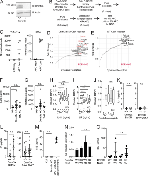 CRISPR screen and identification of IL-20 as a target. (A) Immunoblot confirmation of Dnmt3a KO in the Ctsk-T2A-R647 reporter line expressing Cas9. (B) Experimental schema for the genome-wide CRISPR screen using the Brie library. (C) Normalized read counts for Tnfrsf11a and Il20ra. (D and E) Limited receptor-based screen in Dnmt3a KO (D) or WT (E) in the Ctsk-T2A-R647 reporter line. Red indicates genes with FDR < 0.05. The screen could not be performed with WT cells due to the low rate of baseline differentiation toward osteoclasts in the WT. (F and G) Serum levels of IL-20 (F) and fractalkine (G) in mice transplanted with WT, Dnmt3a KO, and Tet2 KO cells. (H–J) Effect of increasing concentrations of IL-11 (H), Lif (I), or fractalkine (J) on osteoclast differentiation from 200 CD11b−/lowCD115+Ly6Chi osteoclast precursors sorted from the BM of 12-wk-old Dnmt3a KO (n = 11), shown as boxplots. Data are normalized by the number of TRAP+ cells from the control arm. (K and L) ELISA quantification of IL-11 (K) or Lif (L) from unstimulated WT or Dnmt3a KO BMDMs or RAW264.7 cells cultured at a density of 50,000/cm2 for 4 d. n = 8 for BMDMs and n = 12 for RAW264.7 cells. (M) ELISA quantification of IL-1β from WT or Dnmt3a KO BMDMs cultured at a density of 50,000/cm2 for 4 d. A positive control using LPS and uric acid treatment is shown. n = 6–8. (O and P) Il20 expression in the context of Nlrp3fl/flVav1-Cre (referred to as Nlrp3 KO). (N)Il20 expression quantified by quantitative PCR. BMDMs were stimulated with 10 ng/ml LPS for 10 h. n = 4. Error bars represent SEM. (O) ELISA quantification of IL-20 of unstimulated BMDMs cultured for 5 d. n = 4. Error bars represent SD unless otherwise noted. Source data are available for this figure: SourceData FS2.