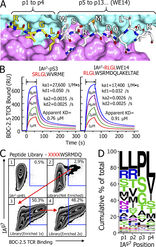 Sequences added to the Nterminus of WE14 that create super-agonists for BDC-2.5 and other WE14-specific T cells. (A) View of the crystallographic structure of the RLGLWSRMDQLAKELTAE (RLGL–WE14) chimeric peptide bound in the groove of IAg7 (Jin et al., 2015). The surface of the IAg7 α (cyan) and β (magenta) chain helices flanking the peptide binding groove are shown. A wireframe representation of the peptide in the groove is shown with the amino acids labeled. Carbons in the RLGL portion of the peptide are yellow, and in the WE14 part, white. Brackets indicate the relative positions of the two parts of the peptide in the groove. (B) SPR signal (in RU) obtained with various concentrations soluble BDC-2.5 TCR during binding to (arrows) and dissociation from immobilized IAg7 covalently attached to either the SRLGLWVRME (left) or RLGL–WE14 (right). Data were corrected for the fluid-phase SPR signal using IAg7 bound to an HEL peptide. Kinetic constants were calculated for a two-state (conformational change) model with BIAcore BIAevaluation 4.1 software. (C) SF9 insect cells were analyzed for binding both an anti-IAg7 Mab (OX-6) and a soluble multimer of the BDC-2.5 TCR. The SF9 cells were infected with baculovirus expressing control IAg7-HEL peptide complex (1) and baculovirus expressing IAg7 bearing an unenriched library of peptides consisting of a randomized tetrapeptide (XXXX) followed by the WE14 fragment, WSRMDQ (2). The infection and analysis were repeated with baculovirus prepared from the sorted double binding cells in panel 2 (blue gate; 3). The infection and analysis were repeated with baculovirus prepared from the sorted double binding cells in panel 3 (blue gate; 4). (D) Baculoviral DNA from the viral stock prepared from sorted cells in C, panel 3, was used as a template to create a PCR fragment containing the sequences of the enriched peptides. The fragment was sequenced, and the results were used to create a Weblogo (Crooks et al., 2004) summary of the highest-frequency amino acid usages at the p1 to p4 positions as enriched by the BDC-2.5 TCR. See text and Data S1 for more details. Refer to the image caption for details.