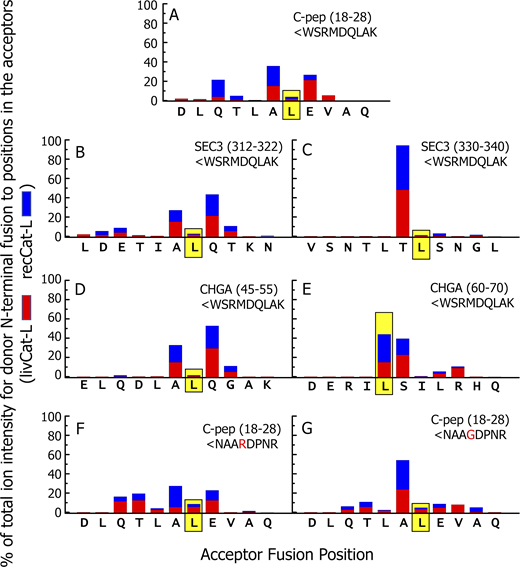 Extensive analysis of the transpeptidation fusions within the digests are consistent with the cleavage properties of Cat-L.Data S4 lists all of the chimeric peptides obtained with either Cat-L preparation in which the N terminus of the input donor peptide was found fused to any position in the acceptor peptide. This figure summarizes the data in Data S4. (A–G) Each figure shows data for digestions using one combination of acceptor and donor and either livCat-L (red) or recCat-L (blue) in the digestions. The sequence of the amino acids in the acceptor peptide that could be sites for transpeptidation are shown along the x axis. The sums of the ion intensities of chimeric peptides identified at each fusion site regardless of truncations at either end were calculated separately for each Cat-L and are expressed as the percentage of the total ion intensities at all sites. The graph shows the percentages obtained with either Cat-L divided by 2, stacked and plotted versus the fusion amino acid on the x axis. The donor peptide is shown in the upper right position of each figure. The data for the fusion position that generated the functional epitopes are framed in yellow. Refer to the image caption for details.