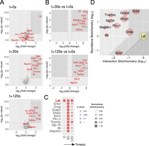 Composition and dynamics of the LAT signalosome of long-term–expanded LATOST-expressing CD4+ T cells.(A) Volcano plot showing proteins significantly enriched after affinity purification in CD4+ T cells expressing LATOST molecules compared with affinity purification in control CD4+ T cells expressing similar levels of WT (untagged) LAT proteins before (t0s) and at 30 s (t30s) and 120 s (t120s) after TCR plus CD4 stimulation. (B) Volcano plot showing proteins significantly enriched after affinity purification in LATOST-expressing CD4+ T cells 30 and 120 s after TCR engagement compared with affinity purification in unstimulated LATOST-expressing CD4+ T cells. In A and B, the SLP-76, GRB2, GRAP, GRAP2, THEMIS, ITK, PLC-γ1, SHIP1, SOS1, and MAP4K1 proteins are shown in red, and the x and y axes show the average fold change (in log10 scale) in protein abundance and the statistical significance, respectively. (C) Dot plot showing the interaction stoichiometry of LAT with its 10 high-confidence preys over the course of TCR stimulation. For each LAT–prey interaction, the interaction stoichiometry has been row-normalized to its maximum value observed over the course of TCR stimulation (see normalized stoichiometry key). The 10 preys showed maximal binding to LAT after 30 s of activation. Also shown is the P value of the specified interactions (see P value key). (D) Stoichiometry plot of the LAT interactome. The LAT bait is specified by a yellow dot, and its 10 preys are shown as red dots. For each of these LAT–prey interactions, the ratio of prey to bait cellular abundance (“abundance stoichiometry” in log10 scale) was plotted as a function of the maximal interaction stoichiometry reached by the considered LAT-prey interaction over the course of TCR stimulation (“interaction stoichiometry” in log10 scale). For instance, LAT (41,443 copies per T cell; column G of the LAT tab in Data S2) is more abundant than SOS1 (2,562 copies per T cell), giving a ratio of prey to bait cellular abundance of −2.2 in log10 scale. Moreover, the maximum stoichiometry of the LAT–SOS1 interaction is reached at t30s and corresponds to 0.023 (−1.6 in log10 scale; column D of the LAT tab in Data S2). Therefore, 953 (41,443 × 0.023) molecules of LAT are complexed to SOS1 at t30s. As a result, 37% (953/2,562 × 100) of the available SOS1 proteins are complexed to LAT 30 s after TCR engagement. The area including the LAT–prey interaction involving >10% of the available prey molecules is indicated in light gray and includes SOS1, GRB2, and GRAP. The limit imposed on interaction stoichiometries by the relative LAT–prey cellular abundances is shown by a dashed diagonal line that delimits a “forbidden” area (dark gray). Prey dot size is commensurate to its maximal protein enrichment over the course of stimulation.