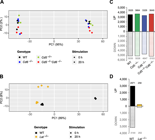 Transcriptional changes occurring in primary CD4+ T cells after engaging the TCR–CD28 pathways in the absence of LAT, of CD5, of CD6, or of both CD5 and CD6.(A) PCA of gene expression in WT, Cd5−/−, Cd6−/−, and Cd5−/−Cd6−/− primary CD4+ T cells that were left unstimulated (0 h) or stimulated for 20 h with anti-CD3 plus anti-CD28. (B) PCA of gene expression in WT and Lat−/− primary CD4+ T cells that were left unstimulated (0 h) or stimulated for 20 h with anti-CD3 plus anti-CD28 (20 h). (C) Quantification of the genes significantly induced (UP) or repressed (DOWN) in WT, Cd5−/−, Cd6−/−, and Cd5−/−Cd6−/− CD4+ T cells after stimulation for 20 h with anti-CD3 plus anti-CD28. (D) Quantification of the genes significantly induced (UP) or repressed (DOWN) in WT and Lat−/− CD4+ T cells after stimulation for 20 h with anti-CD3 plus anti-CD28. See Data S3 for details on the induced or repressed genes quantified in C and D. In A–D, three independent samples were prepared for each condition. In A and B, numbers shown in parentheses on the PCA1 and PCA2 axes indicate the percentage of overall variability in the dataset along each PC axis. Lat−/− CD4+ T cells were obtained using Latfl-dtr maT-Cre mice (Roncagalli et al., 2014).