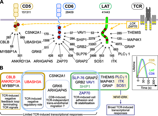 A quantitative model of early TCR signal diversification integrating interactomics and transcriptomics.(A) Tyrosine residues (red dots) present in the intracytoplasmic segments of CD5, CD6, and LAT are phosphorylated by the LCK or ZAP70 PTK that associate with active TCR (dashed yellow arrows). Following 30 s of TCR engagement, distinct signalosomes nucleated around the tyrosine phosphorylated CD5 and CD6 transmembrane receptors and the LAT transmembrane adaptor. The number of copies per T cell of CD5, CD6, and LAT is indicated. For instance, 41,443 copies of LAT are expressed per T cell. The maximum copies per T cell of high-confidence bait–prey complexes reached over the course of TCR stimulation is also shown and specified over the arrows connecting the baits and the preys. For instance, the maximum number of CD5–UBASH3A complexes reached per T cell over the course of TCR stimulation is ∼989 (see Fig. 2 D legend and Data S2). Solid arrows correspond to TCR-induced interactions, whereas dotted arrows correspond to constitutive interactions. Consistent with former studies (Roncagalli et al., 2014; Voisinne et al., 2019), after cutoff values were slightly relaxed, VAV1 was found to interact significantly and in a TCR-inducible manner with both CD6 (5.0-fold enrichment; P value: 3.2 × 10−5) and LAT (8.5-fold enrichment; P value: 4.8 × 10−6), reaching in both cases maximum binding 30 s after TCR engagement (Data S2). CD5 showed a transient binding with MYB-binding protein 1A (MYBBP1A), a transcriptional regulator that shuttles between the cytoplasm and the nucleus, and the role within the CD5 interactome remains to be determined. Inset: Lifetime of the TCR-induced interactions involving CD5, CD6, and LAT with most of their interactors. (B) The Venn diagram illustrates the commonalities and differences between the CD5, CD6, and LAT signalosomes as well as the functional outcomes expected to result from their engagement at the IS. Refer to the image caption for details.