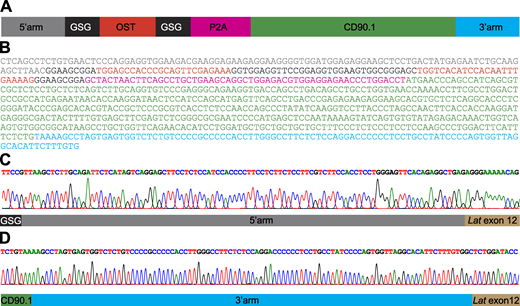 Structure of the HDR template used to edit the Lat gene and sequences of the resulting junctions.(A) Structure of the dsDNA HDR template used to edit the Lat gene. The specified sequence elements correspond to a 5′ homology arm, an OST tag flanked on both sides by a Gly-Ser-Gly spacer, a self-cleaving P2A peptide, a sequence coding for CD90.1, and a 100-bp-long 3′ homology arm. The Gly-Ser-Gly spacers are intended to give flexibility to the OST-P2A polypeptide. (B) Sequence of the HDR template used to edit the Lat gene. The encoded elements are color-coded as in A. (C) Sequence of the 5′ junction of the intended insertion confirmed that proper HDR occurred in the CD4+ T cells sorted for the expression of CD90.1. The sequencing primers correspond to Lat-1 and Cd.90.1-1 (Table S2). (D) Sequence of the 3′ junction of the intended insertion confirmed that proper HDR occurred in the CD4+ T cells sorted for the expression of CD90.1. The sequencing primers correspond to Lat-2 and Cd90.1-2 (Table S2).