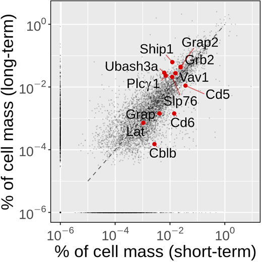 Comparison of the fraction of cell mass occupied by the proteins quantified in both short-term– and long-term–expanded CD4+ T cells. Using the “proteomic ruler” method, which relies on the MS signal of histones as an internal standard (Wiśniewski et al., 2014), we were able to quantify protein abundance for 5,773 protein groups in long-term–expanded CD4+ T cells (Materials and methods and Data S1), among which 5,045 could be mapped to protein groups previously quantified in short-term–expanded CD4+ T cells (Voisinne et al., 2019). Long-term–expanded CD4+ T cells had an increased cell mass (238 pg) compared with that (37 pg) of short-term–expanded CD4+ T cells, resulting in copy numbers per T cell generally higher in long-term–expanded CD4+ T cells. Comparing the fraction of cell mass corresponding to each protein present in both proteomes—a value reflecting their respective cellular concentration—showed that the fraction of cell mass corresponding to 79% of the proteins quantified in both interactomes differed by less than fourfold. However, as previously reported (Howden et al., 2019), long-term CD4+ T cell expansion does not scale up evenly all proteins. For instance, among the proteins relevant to the present study, some occupied a greater fraction of cell mass in long-term– than in short-term–expanded CD4+ T cells (CBL: 1.7-fold; ZAP70: 2.5-fold, UBASH3A: 4.7-fold), whereas other showed a converse pattern (CD5: 3.3-fold, CD6 9.8-fold, CBLB: 17.7-fold). CBLB loss has been associated with a reduced requirement for CD28 costimulation during TCR-induced cell proliferation (Bachmaier et al., 2000), and its decrease in long-term–expanded CD4+ T cells might confer to them a selective advantage during long-term in vitro expansion. Some of the proteins discussed in the Results are highlighted in red.