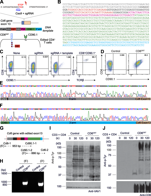 Mouse primary CD4+ T cells amenable to fast-track AP-MS characterization of the CD6 signalosome.(A) An sgRNA was designed to introduce a double-strand break (DSB) in the last Cd6 exon 4 bp 5′ from the first nucleotide of the STOP codon, and an 843-bp-long dsDNA template was used for HDR. Following proper HDR, CD4+ T cells are expected to coexpress CD6-OST and CD90.1 molecules at their surface. (B) Sequence of the dsDNA HDR template used to edit the Cd6 gene. (C) CD4+ T cells were analyzed for expression of CD6 and CD90.1 3 d after nucleofection with vehicle alone (None), sgRNA, or sgRNA plus HDR template (sgRNA + template). Note that in the absence of an HDR template, inappropriate sealing of the DSB resulted in part in the loss of the Cd6 open reading frame and in a corresponding decrease in CD6 mean fluorescence intensity. Also shown is the expression of CD4 and TCRβ on CD6+CD90.1+ CD4+ T cells. The percentage of CD4+TCRβ+cells is indicated. (D) Sorted CD90.1+ CD4+ T cells expressing CD6OST molecules (CD6OST) and WT (Control) CD4+ T cells were expanded in vitro and analyzed for expression of CD6 and CD90.1 before AP-MS analysis. In C and D, data are representative of at least three experiments. (E) Sequences of the 5′ junction corresponding to the intended insertion confirmed that proper HDR occurred in the primary CD4+ T cells sorted for the expression of CD90.1. The sequencing primers correspond to Cd90.1-1 and Cd6-1 (Table S2). (F) Sequences of the 3′ junction corresponding to the intended insertion confirmed that proper HDR occurred in the primary CD4+ T cells sorted for the expression of CD90.1. The sequencing primers correspond to Cd6-2 and Cd90.1-2 (Table S2). (G) PCR genotyping schematics of sorted CD90.1+ CD4+ T cells expressing CD6OST molecules. The two specified PCR primer pairs provide diagnostic bands for each junction. Also shown are the expected sizes of the PCR amplicons. (H) PCR genotyping was performed on WT CD4+ T cells (Control) and on sorted CD90.1+ CD4+ T cells (CD6OST) using the PCR primer pairs specified in G. (I) Immunoblot analysis of equal amounts of proteins from total lysates of WT (Control) and CD6OST CD4+ T cells left unstimulated or stimulated for 30 or 120 s with anti-CD3 and anti-CD4, probed with antibody to phosphorylated tyrosine (Anti-p-Tyr) and anti-VAV1 (loading control). Left margin, molecular size in kilodaltons. (J) Immunoblot analysis of equal amounts of lysates of WT (Control) and of CD6OST CD4+ T cells stimulated as in I, subjected to affinity purification on Strep-Tactin Sepharose beads followed by elution of proteins with D-biotin, and probed with antibody to phosphorylated tyrosine (Anti-p-Tyr) or anti-CD6 (affinity purification control). Data in I and J are representative of at least two independent experiments. PAM, protospacer-adjacent motif. Refer to the image caption for details.