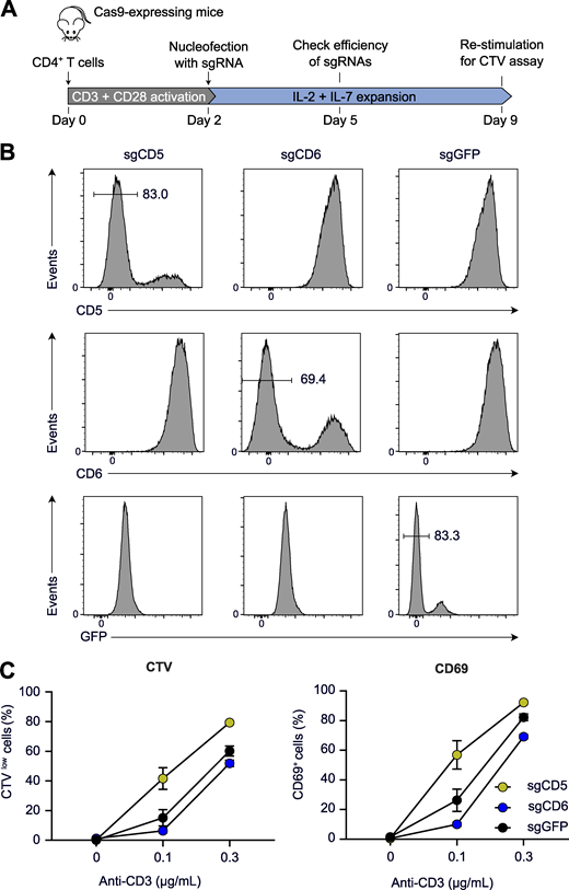 Augmented TCR-mediated activation in primary WT CD4+ T cells rendered CD5 deficient.(A) Workflow used for CD5, CD6, or EGFP gene deletion in CD4+ T cells from Cas9-expressing mice. T cells from Cas9-expressing mice (Platt et al., 2014) also express EGFP and were used as control after EGFP gene inactivation. (B) Expression of CD5, CD6, and EGFP on CD4+ T cells from Cas9-expressing mice nucleofected with sgRNA targeting CD5, CD6, or EGFP (see Table S1). Cells were analyzed by flow cytometry 3 d after nucleofection, and histograms show the levels of CD5, CD6, and EGFP on CD4+ T cells nucleofected with the specified sgRNA. Percentages of EGFP−, CD5−, and CD6− cells are shown. (C) Percentages of CTVlow (left) and CD69+ (right) cells in CD4+ T cells nucleofected with sgCD5−, sgCD6−, or sgGFP 7 d before and stimulated for 48 h with the specified concentrations of plate-bound anti-CD3 in the presence of soluble anti-CD28 antibodies (1 µg/ml). Data are representative of at least two independent experiments. Error bars correspond to the mean and SD. Sg, single guide.