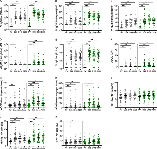 Both Vi vaccines are immunogenic, inducing significantly higher quantities of antibodies and antibody-mediated innate cell responses after vaccination. Comparison of prevaccination (PV) with postvaccination humoral responses (days 28, 118, and 208) in Vi-TT and Vi-PS vaccinees. (A) TotalVi IgG titer. (B) Vi IgG1 quantity. (C) Vi IgG2 quantity. (D) Vi IgG3 quantity. (E) Vi IgA titer. (F) ADCD. (G) ADCP. (H) ADNP. (I) Antibody-induced CD107a expression by NK cells. (J) Antibody-induced MIP-1β expression by NK cells. (K) Antibody-induced IFNγ expression by NK cells. P values were calculated using Wilcoxon signed-rank test and adjusted for multiple testing using the Bonferroni method; *, P < 0.05; **, P < 0.01; ***, P < 0.001. Gray circles, Vi-PS; green circles, Vi-TT; number of participants included in each analysis is listed in Table S1; median and interquartile ranges are presented. Samples were run in duplicate for all assays. The mean value was calculated and used for statistical analyses.