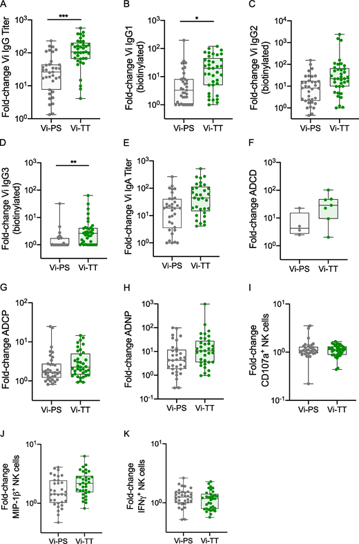 Vi-TT induces higher-fold increases in Vi IgG responses than Vi-PS. Comparison of fold changes in responses from baseline to day 28 between Vi-TT and Vi-PS groups. (A) TotalVi IgG titer. (B) Vi IgG1 quantity. (C) Vi IgG2 quantity. (D) Vi IgG3 quantity. (E) Vi IgA titer. (F) ADCD. (G) ADCP. (H) ADNP. (I) Antibody-induced CD107a expression by NK cells. (J) Antibody-induced MIP-1β expression by NK cells. (K) Antibody-induced IFNγ expression by NK cells. P values were calculated using Mann–Whitney U test and adjusted for multiple testing using the Bonferroni method; *, P < 0.05; **, P < 0.01; ***, P < 0.001. Gray circles, Vi-PS; green circles, Vi-TT; number of participants included in each analysis is listed in Table S2; median and interquartile ranges are presented. Samples were run in duplicate for all assays. The mean value was calculated and used for statistical analyses. Refer to the image caption for details.