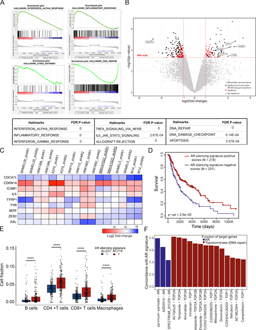 Global analysis of AR-regulated genes in melanoma cells and clinical relevance. (A) GSEA of transcriptional profiles elicited by AR silencing in WM1366, SKMEL28, and WM115 melanoma cells by two different lentiviruses versus empty vector control, using a predefined set of gene signatures related to cellular processes and signaling pathways (Broad Institute, http://software.broadinstitute.org/gsea/msigdb/collections.jsp#H). Cells were analyzed 5 d after infection by Clariom D array hybridization. Top: Plot distribution of gene signatures related to IFNα, inflammatory response, and DNA repair pathways. Genes are ranked by signal-to-noise ratio in AR-silenced versus control melanoma cells; position of individual genes is indicated by black vertical bars; enrichment score is in green. Bottom: Relevant gene sets most significantly associated with AR silencing gene signature are indicated together with the corresponding false discovery rate q values. The full list of significantly associated gene signatures is provided in Table S4. (B) Volcano plot of shared transcriptional changes in WM1366, SKMEL28, and WM115 melanoma cells with or without AR silencing. The x axis shows the log2 fold-change, and the y axis shows −log10 of statistical significance (P value). A false discovery rate threshold of 0.05 and fold-change thresholds of −1 and 1 are indicated by dashed red lines. Each dot represents one gene. Gray and red dots correspond to genes not significantly or nonconcordantly modulated in the three melanoma lines, respectively. Black dots show genes above thresholds that are concordantly up- or down-regulated in all three cell lines and compose the AR-silencing gene signature used for further analysis. A few selected genes among the most significantly differentially expressed ones are indicated. The list of 155 genes associated with AR-silencing gene signature is provided in Table S3. (C) Expression of the indicated genes in multiple melanoma cell lines with or without AR silencing by two different lentiviruses versus empty vector control. (D) Association of the AR-silencing gene signature in melanoma cells (as obtained in B) with patients’ survival in SKCM dataset. Positive and negative association scores for each patient were computed from RNA-sequencing data with GSVA R package. Kaplan–Meier curves show that melanomas with positive association with the AR-silencing signature (red, n = 251) have better survival than those with negative association (blue, n = 218); P = 2.6 × 10−5, log-rank test. (E) Fraction of tumor-infiltrating immune cells estimated by EPIC R package analysis of SKCM dataset, using default reference profile in tumors with positive and negative association with the AR-silencing signature (red and blue box plots, respectively). Cell fractions for B cells, CD4+ T cells, CD8+ T cells, and macrophages are reported (each dot representing one tumor). Outliers with cell fraction >0.15 are not shown. The additional enrichment scores of signature matrix associated with 22 different immune cell types determined by CIBERSORTx are shown in Fig. S5 A (nonsignificant subpopulations are not shown). ****, P < 0.001. (F) Bar plot reporting the concordance between the melanoma AR-silencing gene signature and iLINCS expression profiles of A375 cells treated with compounds targeting AR (blue), TOPO1, and TOPO2A (red). Perturbagens of each class are sorted by concordance (P < 0.0001), and names of chemical compounds are reported on the x axis along with molecular targets. A list of compounds eliciting gene expression profiles with concordance coefficient >0.6 with AR-silencing signature is reported in Table S5.