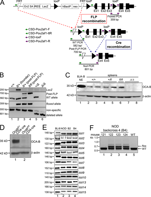 Ocab (Pou2af1) conditional allele. (A) Targeting event. Crossing with FLPRosa26 results in conditional (fl) allele. Primer pairs used for genotyping are depicted with arrows. FRT, flippase recognition target. (B) Example genotyping of the targeted allele and recombination events. The founder animal is in lane 2. The primer pairs shown in A were used. (C) OCA-B immunoblots from spleens of control, fl/fl, and Δ/Δ animals. BJA-B B cell nuclear extract is shown as a positive control (lane 1). (D) The Ocab (Pou2af1) conditional allele was crossed to CD4-cre. Total splenic CD4+ T cells were isolated from an Ocabfl/flCD4-cre animal or a Ocab+/flCD4-cre littermate control, and stimulated for 2 d in vitro using plate-bound CD3ε and soluble CD28 antibodies. An OCA-B immunoblot of stimulated total T cells is shown. β-Actin is shown as a loading control. (E) To generate NOD.Ocab conditional mice by speed congenic backcross, microsatellite repeat polymorphisms at the Idd loci were tested by PCR using the primers in Table S1. Backcross generations 2 and 4 (B2 and B4) are shown (lanes 3 and 4), together with parent C57BL/6 (lane 1) and target NOD (lane 2) genomic DNA as controls. Images are of different PCR products resolved using agarose or PAGE. (F) Example genotyping of Ocab WT and conditional alleles in B4 backcrossed mice. An agarose gel image is shown. Mouse 122 corresponds to the B4 animal shown in B and was used as the founder animal. This animal was crossed with NOD.CD4-cre for subsequent experiments with the conditional allele. Refer to the image caption for details.