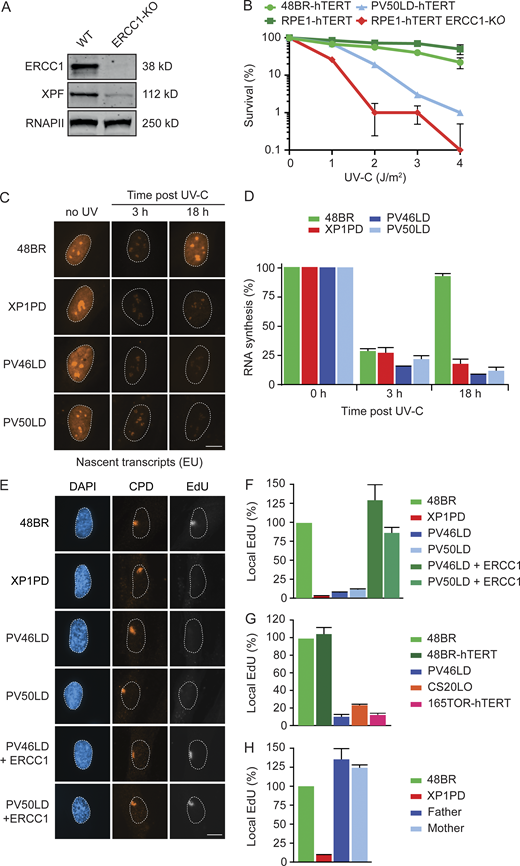 Patient fibroblasts display a strong NER defect.(A) Western blot of RPE1-hTERT WT and ERCC1-KO cells. (B) Clonogenic UV-C survival in the indicated cell lines (n = 2). See Fig. S3 A for Western blot analysis. (C and D) Representative microscopy images of 5-ethynyl-uridine (EU) incorporation into nascent transcripts (C) and quantification of nascent transcripts (D) in unirradiated cells or at 3 h and 18 h after UV-C in the indicated cell lines (n = 2 or 3). (E–H) Representative microscopy images of EdU incorporation at repair sites (E) and quantification of UDS (F–H) in the indicated cell lines (n = 2–4). See Fig. S3 B for additional UDS microscopy images and Fig. S3 C for Western blot analysis. Data represent mean ± SEM. Scale bar is 5 µm. The number of cells used for quantification is shown in Table S6. Uncropped Western blot data are shown in Data S1. CPD, cyclobutane pyrimidine dimer.