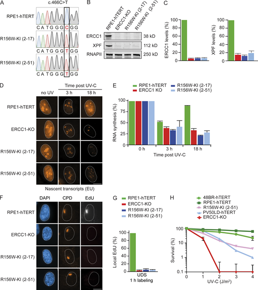 Knock-in of R156W in RPE1 cells causes a strong NER defect.(A) Sanger sequencing of a region in the ERCC1 gene from genomic DNA of the indicated cell lines. (B) Western blot of the indicated cell lines stained for ERCC1 and XPF. See Fig. S4, A and B, for additional Western blot data. (C) Quantification of ERCC1 and XPF protein levels based on Western blot in the indicated cell lines. (D and E) Representative microscopy images (D) and quantification of nascent transcripts (E) in unirradiated cells or at 3 h and 18 h after UV-C in the indicated cell lines (n = 2). (F and G) Representative microscopy images (F) and quantification of UDS (G) in the indicated cell lines (n = 2). (H) Clonogenic UV-C survival in the indicated cell lines (n = 2–4). Data represent mean ± SEM. Scale bar is 5 µm. The number of cells used for quantification is shown in Table S6. Uncropped Western blot data are shown in Data S1. CPD, cyclobutane pyrimidine dimer.