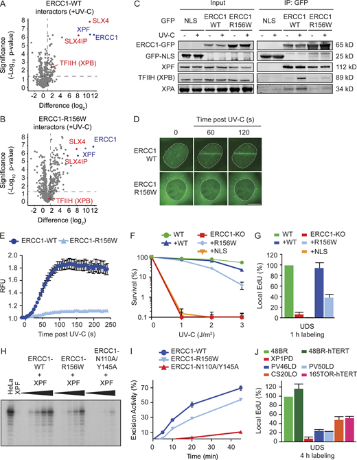 ERCC1R156W supports residual repair by NER.(A and B) Volcano plots depicting the interactome of ERCC1WT-GFP (A) or ERCC1R156W-GFP (B) after pull-down from UV-irradiated cells and analysis by label-free MS. The dashed lines indicate an enrichment of twofold on the x axis (log2 of 1) and a significance of 0.05 (−log10 P value of 1.3) on the y axis. (C) Co-IP of GFP-NLS, ERCC1WT-GFP, and ERCC1R156W-GFP in the absence or presence of UV-C. This panel is a composite of two representative Co-IPs. See Fig. S4, D and E, for the two individual Co-IPs. (D and E) Microscopy images (D) and quantification (E) of the recruitment of ERCC1WT-GFP and ERCC1R156W-GFP to sites of local UV-C laser irradiation (n = 2) in relative fluorescence units (RFUs). (F) Clonogenic UV-C survival in U2OS ERCC1-KO cells complemented with ERCC1WT-GFP, ERCC1R156W-GFP, or GFP-NLS (n = 3–6). See Fig. S4 F for Western blot analysis. (G) UDS quantification of U2OS ERCC1-KO cells complemented with ERCC1WT-GFP, ERCC1R156W-GFP, or GFP-NLS (n = 2–4). (H) NER assay with recombinant ERCC1-XPF dimer on a plasmid containing a dG-AAF lesion at different time points (0, 5, 10, 20, and 45 min) after incubation. (I) Quantification of the in vitro NER activity of ERCC1WT and ERCC1R156W (n = 1). (J) Quantification of UDS with 4-h EdU labeling in the indicated cell lines (n = 2–4). Data represent mean ± SEM. Scale bar is 5 µm. See Fig. S5 A for UDS microscopy images. The number of cells used for quantification is shown in Table S6.