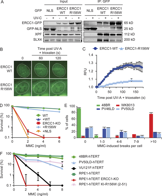 ERCC1R156W has a mild impact on ICL repair.(A) Co-IP of U2OS GFP-NLS, ERCC1WT-GFP, and ERCC1R156W-GFP in the absence or presence of UV-C. (B and C) Microscopy images (B) and quantification (C) of the recruitment of ERCC1WT-GFP and ERCC1R156W-GFP to sites of local UV-A laser irradiation in the presence of trioxsalen (n = 2). See Fig. S5 B for additional controls. (D) Clonogenic MMC survival of U2OS ERCC1-KO cells complemented with either ERCC1WT-GFP or ERCC1R156W-GFP (n = 2). (E) MMC-induced chromosome breakage assay of the indicated cell lines. WK8013 is a cell line derived from an FA patient (n = 2). (F) Clonogenic MMC survival of the indicated cell lines. VU121-F is a cell line derived from an FA patient (n = 2–4). Data represent mean ± SEM. Scale bar is 5 µm. The number of cells used for quantification is shown in Table S6. Uncropped Western blot data are shown in Data S1. RFU, relative fluorescence unit.