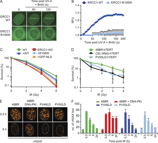 ERCC1R156W has no impact on DSB repair.(A and B) Microscopy images (A) and quantification (B) of the recruitment of ERCC1WT-GFP and ERCC1R156W-GFP to local UV-A laser irradiation after BrdU sensitization (n = 2). See Fig. S5 C for additional controls. (C) Clonogenic IR survival of U2OS ERCC1-KO cells complemented with either ERCC1WT-GFP or ERCC1R156W-GFP (n = 3–6). (D) Clonogenic IR survival of the indicated cell lines. CSL16NG is an XRCC4-deficient patient. See Fig. S5 D for additional IR survivals in RPE1 cells (n = 2). (E and F) Microscopy images (E) and quantification (F) of γH2AX foci in the indicated cell lines. 48BR was treated with 2 µM DNA-PK inhibitor (DNA-PKi; NU7441) for 24 h. Microscopy images of all time points are shown in Fig. S5 E (n = 2). Data represent mean ± SEM. Scale bar is 5 µm. The number of cells used for quantification is shown in Table S6. RFU, relative fluorescence unit.