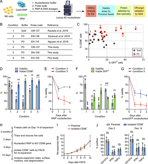 Nucleofection optimization identified conditions for efficient and viable delivery of Cas9 RNP and DNA.(A) Workflow of the nucleofection screening and editing analyses to identify the optimal combination of nucleofection buffer, pulse code, and payload dosages. The screening was performed on NK cells from day 14 of the expansion. (B) Summary of the reference and newly identified conditions. (C) Screening for Cas9 RNP and DNA (using pmaxGFP reporter plasmid) nucleofection conditions in Sol2 and Lonza P3 buffer. CD96− and GFP+ cells were determined independently. The pulse codes, buffers, and raw data are listed in Table S1. Numerically labeled conditions are listed in the summary table. (D) Selected conditions were repeated for Cas9 RNP nucleofection to determine cell viability and viable CD96− cells by Precision beads assay. (E) Cell viability was monitored for 3 d after Cas9 RNP nucleofection. (F) Selected conditions were repeated for pmaxGFP nucleofection. (G) Cell viability after pmaxGFP nucleofection. (H) Workflow of the CD96 KO, FACS, and reexpansion. (I) Reexpansion rates of the FACS-isolated CD96− and parental cells. (J) Analysis of degranulation markers after chemical stimulation. Data are shown as mean ± SD of three donors (n = 3). Two-tailed Welch’s unequal variances t test was used to test for statistical significance. *, P ≤ 0.05; **, P ≤ 0.01; ***, P ≤ 0.001. ns, not significant; std, standard for comparison. Refer to the image caption for details.