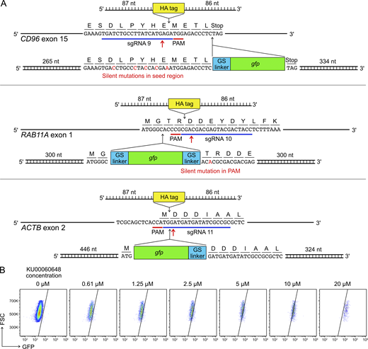HDR template design and KU00060648 treatment.(A) Single-stranded DNA ultramers were used for the KI of HA tag; whereas PCR-generated, double-stranded DNA templates were used for the KI of gfp gene. Red arrows mark Cas9 cleavage sites. GS indicates a glycine-serine linker. The length of homology arms is indicated next to the insert. In the CD96 HDR template, silent mutations were introduced in the sgRNA seed region to avoid Cas9 targeting. In the RAB11A HDR template, a single-base silent mutation was created to disrupt the PAM sequence. The HDR strategies for RAB11A and ACTB were adopted from Roberts et al. (2017) and Roth et al. (2018). The full DNA sequences are listed in Table S5. (B) Treatment of KU00060648 alone, which is a DNA-dependent protein kinase inhibitor and also marketed as a HDR enhancer, produced false GFP signal in a dosage-dependent manner. FSC, forward scatter; PAM, protospacer adjacent motif. Refer to the image caption for details.