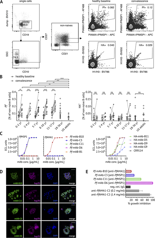 Confirming the specificity of PfAMA1/PfMSP1 and HA B cell probes.(A) Representative flow cytometry plots of Malian PBMCs after B cell enrichment showing gating strategy to exclude dump channel-positive non–B cells (CD3+ CD4+ CD8+ CD14+ CD16+ CD56+), CD10+ immature B cells, and CD21+ CD27− naive B cells. PfAMA1 or PfMSP1 (Pf+) and influenza (HA+) probe-binding cells were identified longitudinally at healthy baseline and convalescence. (B) Frequencies of Pf+/HA+ cells at healthy baseline (circles) and convalescence (squares) in Malian children aged 0–2 yr (n = 11), 2–4 yr (n = 7), 5–7 yr (n = 11), 8–10 yr (n = 11), and 11–17 yr (n = 11), as well as healthy Malian (n = 20) and U.S. adults (n = 8). Each dot indicates an individual, connected lines show paired samples, while bars show means. (C)Pf+ and HA+ cells were single-cell sorted from adult Malian donors and their matched heavy and light chain BCR sequences were used to express mAbs (see Table S1 for VDJ gene usage). mAbs were tested for binding to PfMSP1/PfAMA1 and HA using the MSD assay. Both H1 and H3 HA were used, but only binding to H1 HA was detected and is displayed here. Binding of five Pf-mAbs (Pf-B10, Pf-C3, Pf-C11, Pf-D6, and Pf-B1), four HA-mAbs (HA-B11, HA-D5, HA-D9, and HA-G9), and the HA-specific positive control mAb CR9114 (Dreyfus et al., 2012) is shown. ECL, electrochemiluminescence. (D) For immunofluorescent analysis, Pf-3D7 schizonts were stained with Pf-mAbs (green, first column) and costained with anti-hsp70 antibody (purple, second column) and the nuclear stain DAPI (blue, third column). Images are representative of at least two independent experiments. Scale bar, 5 µm. (E) Biological activity of Pf-mAbs was assessed via in vitro GIA at 2 mg/ml and compared with the positive control polyclonal rabbit anti-PfAMA1-C2 (Miura et al., 2013). Statistical analysis: (B) two-way ANOVA with Bonferroni’s multiple comparisons test. *, P < 0.04; **, P < 0.0068; ***, P < 0.0004; ****, P < 0.0001. Data shown were acquired in at least five (A–C) or at least two (D and E) independent experiments. neg. ctrl., negative control; SSC, side scatter.