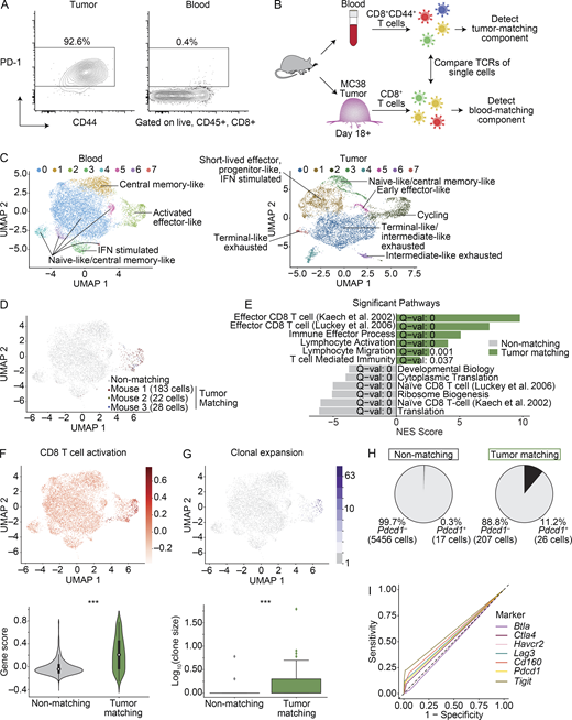 scRNAseq of CD8+ T cells identifies MC38 TM clones in blood based on TCR sequence.(A) FACS plots showing PD-1 and CD44 protein in MC38 tumors and paired blood on day 21. Gated on singlets, live, CD45+, CD8α+ cells. Frequency of parent expressing PD-1 indicated. Data representative of four experiments, each with n = 5–9 mice. (B) Experimental design for scRNAseq. (C) Clustering and UMAP visualization of paired blood (n = 10,289 cells) and MC38 tumors (n = 8,450 cells) on day 18+, integrated from three mice (M1–3) from two experiments. Colors denote transcriptional clusters, labeled with functional annotations. (D) UMAP showing CD8+ T cells in blood that have a TCR matching to CD8+ T cells found in tumor (TM cells), colored by each mouse. Gray indicates non-TM cells. (E) Selected signatures associated with genes up-regulated in TM cells or non-TM cells in blood. Significance using a gene set enrichment analysis PreRanked analysis. Full list in Table S3. ((F) UMAP showing a CD8+ activation signature in blood (top). Violin plots of enrichment (bottom). Significance using a Wilcoxon rank sum test, P = 1 × 10−41. ***, P < 0.001. (G) UMAP showing clonal expansion in the blood (top). Box plot quantifying clonal expansion (bottom). Boxes show the first quartile, median, and third quartile, while the whiskers cover 1.5× the interquartile range. Significance using a Wilcoxon rank sum test, P = 4.6 × 10−7. (H) Frequency of Pdcd1+ cells in the blood. (I) ROC curve showing the sensitivity and specificity of Pdcd1, Btla, Ctla4, Havcr2, Lag3, Cd160, or Tigit to distinguish TM cells from non-TM cells. AUC values: Pdcd1 = 0.548, Btla = 0.486, Ctla4 = 0.535, Havcr2 = 0.500, Lag3 = 0.556, Cd160 = 0.574, and Tigit = 0.603. The dashed line represents the sensitivity and specificity values of random chance. (C–I) scRNAseq integrated from three biological replicates (M1–3) from two experiments.