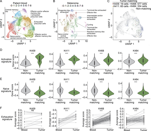 TM CD8+ T cell clones can be detected in the blood of metastatic melanoma patients and show fewer signs of dysfunction than matching clones in tumor.(A and B) Clustering and UMAP visualization of paired blood (n = 21,833 cells) and tumor (n = 16,878 cells) samples from immunotherapy treatment naive patients, filtered to show CD8+ T cells. Data are integrated from four patients (four experiments, patient clinical parameters in Fig. S4 A and Table S7). Colors indicate transcriptional clusters. Functional annotations of each cluster are indicated. (C) CD8+ T cells in blood colored by matching status in each patient (color, TM; gray, non-TM). (D and E) Enrichment of activation (D) or naive (E) CD8+ T cell signatures. Significance using a Wilcoxon rank sum test. For D, P values are K409, P = 7 × 10−8; K411, P = 3.3 × 10−15; K468, P = 3.2 × 10−101; K484, P = 3.4 × 10−13. For E, P values are K409, P = 1.4 × 10−7; K411, P = 2.3 × 10−10; K468, P = 1.6 × 10−91; K484, P = 1.4 × 10−12. (F) Mean value of an exhaustion signature in blood and in tumor. Significance using a Wilcoxon signed-rank test; P values are K409, P = 0.2; K411, P = 4 × 10−5; K468, P = 8.9 × 10−19; K484, P = 6.7 × 10−5. Each dot shows a clone, and lines connect the same clone between tissues. For patients, “tumor” refers to resections from the primary tumor and/or metastases as indicated in Fig. S4 B. (D–F) Four independent experiments. ***, P < 0.001; ns, not significant.