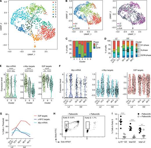Single-cell transcriptomic analysis of GC B cells undergoing positive selection.(A) Uniform manifold approximation and projection (UMAP) plot displaying 1,220 cells colored by shared nearest neighbor clusters collected (default Wilcox test; see Materials and methods). Cells were collected from four independent experiments (see Table S1). (B) Distribution of cell cycle phase (left) and LZ/DZ phenotypes (right). (C) Distribution of cell cycle phase in clusters. (D) Changes in distribution of clusters grouped by cell cycle phase over the DEC-OVA–induced selection time course. (E and F) Expression of Myc mRNA, c-Myc, and E2F target gene signatures in clusters 2, 3, and 6 (E) or DEC-OVA time points with indicated zonal phenotypes (F). Dotted line indicates the threshold used for quantification in G. See Fig. S2 C for a complete list of P values. (H) S phase entry of Ly75+/+ B1-8hi cells in the DZ 12 h after treatment with palbociclib, a CDK4/6 inhibitor, or vehicle (PBS). (I) Quantification includes all LZ and DZ B1-8hi cells, in addition to positively selected Ly75+/+ B1-8hi cells in the DZ. **, P < 0.01; ****, P < 0.0001, nonparametric Mann–Whitney test, compared with the PBS-treated control group. Bars indicate median. Each circle represents a mouse (H and I) or a cell (all other figures). Data are pooled from two independent experiments (H and I).