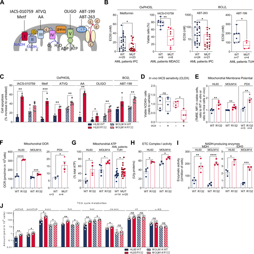 IDH1m cells exhibit a higher sensitivity to OxPHOSi and BCL2i due to their enhanced mitochondrial capabilities and OxPHOS activity in AML.(A) Schematic representation of the ETC and BCL2 with OXPHOSi and BCL2i used in this study. Metf, metformin. (B) Plots of effective half-maximal concentration (EC50) values from ATP viability assays of metformin and ABT-263 after 48 h, from Annexin V–positive cell assays of ABT-199 after 24 h and percentage of viable cells after 72 h of IACS-010759 in primary samples with WT or mutant (MUT) IDH1 (red circles) or IDH2 (burgundy circles). See also Table S1 for patient information. (C) Apoptosis induction following IACS-010759 (100 nM during 48 h for HL60 and during 6 d for MOLM14; n = 3), 48 h metformin (10 mM; n = 5), AA (10 µM; n = 3), ATVQ (20 µM for HL60; n = 4 and 40 µM for MOLM14; n = 5), oligomycin (OLIGO; 2 µM; n = 4), and ABT-199 (200 nM; n = 3 for HL60 and n = 4 for MOLM14) in HL60 and MOLM14 IDH1 WT or R132H. (D) Total number of human viable AML cells expressing CD45 in vehicle compared with IACS-treated MOLM14 IDH1 WT and R132 mice in bone marrow and spleen (n = 5/group). (E) Assessment of MMP using TMRE assay in HL60 and MOLM14 IDH1 WT or R132H measured in vitro (n = 5, independent experiments) and in vivo in PDXs (three patients IDH1 WT and four patients IDH1 MUT). See also Table S1 for patient information. (F) Mitochondrial OCR of HL60 and MOLM14 IDH1 WT or R132H measured in vitro (n = 4, independent experiments) and ex vivo in PDXs after cell sorting (three patients IDH1 WT and four patients IDH1 MUT). See also Table S1 for patient information. Each point is the mean of three technical replicates. (G) Mitochondrial ATP in HL60 (n = 4) and MOLM14 (n = 5) IDH1 WT and R132H and in patients with IDH WT (n = 14) or MUT IDH1 (red circles) or IDH2 (burgundy circles; n = 21). See also Table S1 for patient information. Each point is the mean of three technical replicates. (H) Mitochondrial ETC complex I activity in HL60 and MOLM14 IDH1 WT and R132H (n ≥ 4). (I) NADH-producing enzyme activities of MDH (n = 4) and IDH3 (n = 3) in HL60 and MOLM14 IDH1 WT and R132H. (J) Acetyl-CoA (acCoA), succinyl-CoA (succCoA), succinate (succ), fumarate (fum), malate (mal), cis-aconitate (cis-aco), citrate (cit), and α-KG amounts measured over 24-h culture in HL60 and MOLM14 IDH1 WT and R132H (n ≥ 4). Each point is the mean of two technical replicates. For each panel, HL60 IDH1 WT is represented in blue by circles (clone 4), whereas R132H is represented in red by circles (clone 11). Results with other clones are described in Fig. S1. MOLM14 is represented by squares, blue for IDH1 WT and red for IDH1 R132H (both induced by doxycycline). Error bars indicate mean ± SEM of at least three independent experiments. Groups were compared with unpaired two-tailed t test with Welch’s correction. *, P < 0.05; **, P < 0.01; ***, P < 0.001; ****, P < 0.0001.