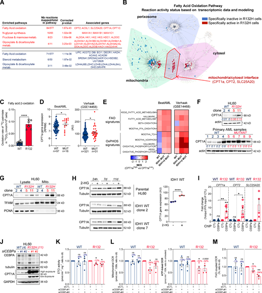 Methylation- and CEBPα-dependent mitochondrial FAO is increased in IDH1m cells.(A) Comparison of the predicted activity of reactions in the metabolic network of HL60 IDH1 WT versus R132H cells. Predictions of reaction activity or inactivity were made using the Recon2 metabolic network reconstruction and transcriptomic data from HL60 IDH1 WT and R132H. Pathway enrichment was performed on the set of reactions identified as specifically active (red) or specifically inactive (blue) in R132H cells. Corrected P values were obtained by performing a hypergeometric test followed by a Bonferroni correction. (B) Visualization of modulated reactions within the FAO pathway of the Recon2 metabolic network. Reactions predicted to be specifically active (red) or inactive (blue) in R132H using the computational modeling approach were mapped using the MetExplore web server (Chazalviel et al., 2018). (C)14C palmitate oxidation by HL60 IDH1 WT clone 4 (circle; n = 4) and 2 (triangle; n = 2) and R132H clone 11 (circle; n = 4) and 5 (triangle; n = 2) to assessFAO rate. Each point is the mean of two technical replicates. (D)CPT1a gene expression across AML patient samples from BeatAML (Tyner et al., 2018) and GSE14468 (Verhaak cohort) datasets in function of their IDH1 status. Groups were compared using unpaired nonparametric Mann-Whitney test (*, P < 0.05). (E) Normalized ESs following GSEA analysis of patients with high or low expression of CPT1a (median as the reference) in IDH WT, IDH1m, or IDH1+2 mutant across AML transcriptomes from two independent cohorts, BeatAML and Verhaak (GSE14468). (F) Total lysates of HL60 IDH1 WT and R132H (representative of three independent experiments) and total lysates of primary samples IDH1 WT or MUT were immunoblotted with the indicated antibodies. See also Table S1 for patient information. (G) Total lysates (Lysate) and lysates of purified mitochondria (Mito.) of HL60 IDH1 WT and R132H were immunoblotted with the indicated antibodies (representative of two independent experiments). (H) Total lysates of parental HL60 and HL60 IDH1 WT clones 2 and 7 treated with exogenous 2-HG (100 µM) during 24 h, 7 d, and 11 d were immunoblotted with the indicated antibodies (left panel; representative of two independent experiments). CPT1a gene expression in HL60 IDH1 WT clones 2, 4, and 7 treated with exogenous 2-HG (100 µM) during 2 d (Boutzen et al., 2016). (I) qChIP experiments showing the relative recruitment of CEBPα on CPT1a, CPT2, and SLC25A20 locus in mutant IDH1 R132H versus IDH1 WT HL60, as indicated. Results are represented as the relative ratio between the mean value of IP chromatin (calculated as a percentage of the input) with the indicated antibodies and the one obtained with a control irrelevant antibody. HL60 IDH1 WT is represented in blue by circles (clone 4; n = 4) and triangles (clone 2; n = 2), whereas R132H is represented in red by circles (clone 11; n = 4) and triangles (clone 5; n = 2). (J) Total lysates of HL60 IDH1 WT and R132H transfected with siRNA control or targeting CEBPα were immunoblotted to confirm the knockdown and to measure CPT1a protein expression. This confirmation was performed for each siRNA experiment (n = 4). (K) Mitochondrial ETC complex I activity in HL60 IDH1 WT and R132H transfected with siRNA control or targeting CEBPα (n = 4, independent experiments). (L) Mitochondrial OCR and ATP-linked OCR of HL60 IDH1 WT or R132H transfected with siRNA control or targeting CEBPα (n = 4, independent experiments). Each point is the mean of three technical replicates. (M) FAO-coupled OCR of HL60 IDH1 WT or R132H transfected with siRNA control or targeting CEBPα (n ≥ 3, independent experiments). Each point is the mean of three technical replicates. For each panel except D as indicated, groups were compared with unpaired two-tailed t test with Welch’s correction. *, P < 0.05; **, P < 0.01; ****, P < 0.0001. Error bars indicate mean ± SEM. AU, arbitrary units; NES, normalized ES. Refer to the image caption for details.