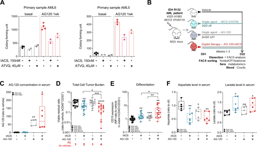Treatment with an OxPHOS inhibitor enhances antileukemic effects of IDHmi in vivo.(A) Number of colony-forming units following methylcellulose assays in two primary samples after a 17-d (AML6) and a 27-d incubation (AML5) with the indicated treatments. The numbers of colonies with ≥20 cells were counted manually under the microscope. See also Table S1 for patient information. (B) Experimental scheme detailing administration time of IACS-010759 and AG-120 by gavages in PDX models of AML. See also Table S1 for patient information. (C) AG-120 concentration in mice sera of PDXs 325 and 1065. (D) Total number of human viable AML cells expressing CD45 and CD33 in mono or duplet therapies compared with vehicle IDH1 R132 PDXs 325, 1065, 6312, and TUH110 in bone marrow and spleen. Fold change (FC) between the mean of each group and the mean of vehicle was calculated. (E) Intensity of CD15 staining (median) in bone marrow in mono and duplet therapies compared with vehicle-treated IDH1 R132 PDXs 325, 1065, 6312, and TUH110. (F) Aspartate and lactate levels normalized to control group in mice sera of IDH1 R132 PDXs 325 and 1065. For C–F, groups were compared with vehicle (no bracket) or other groups (corresponding brackets) with unpaired two-tailed t test with Welch’s correction. *, P < 0.05; **, P < 0.01; ***, P < 0.001; ****, P < 0.0001. Error bars indicate mean ± SEM. ctl, control. Refer to the image caption for details.