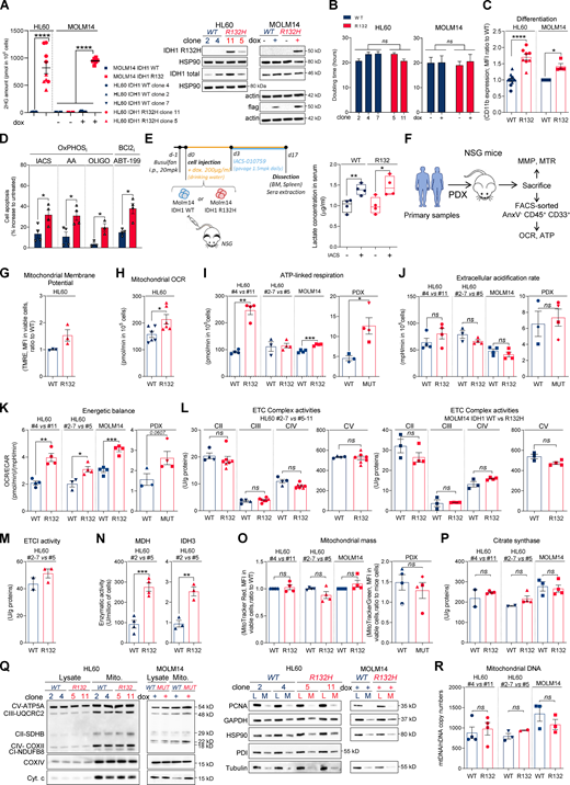 IDH1m cells exhibit a higher sensitivity to OxPHOSi and BCL2i due to their enhanced mitochondrial capabilities and OxPHOS activity in AML.(A) 2-HG concentration was determined from fresh HL60 (different clones) and MOLM14 IDH1 WT and R132H cells (left panel). Total lysates of HL60 (different clones) and MOLM14 IDH1 WT and R132H were immunoblotted with the corresponding antibodies (right panel; representative of three independent experiments). Error bars indicate mean ± SEM of at least five independent experiments. Each point is the mean of three technical replicates. (B) Doubling time of HL60 (different clones) and MOLM14 IDH1 WT and R132H treated or not with doxycycline (dox). Error bars indicate mean ± SEM of at least three independent experiments. (C) Intensity of CD11b staining (median) HL60 (different clones) and MOLM14 IDH1 WT and R132H treated with doxycycline. Error bars indicate mean ± SEM of at least three independent experiments. (D) Apoptosis induction following 48 h IACS-010759 (100 nM), 48 h metformin (10 mM), AA (10 µM), ATVQ (20 µM), oligomycin (OLIGO; 2 µM), and ABT-199 (200 nM) in other clones of HL60 IDH1 WT (clone 2) or R132H (clone 5). Error bars indicate mean ± SEM of at least three independent experiments. (E) Experimental scheme detailing administration time of IACS-010759 by gavage in MOLM14 CLDX. In this model, IDH1 R132 mutation or IDH1 WT overexpression is induced by doxycycline (left panel). Lactate concentration in the serum of mice engrafted with MOLM14 IDH1 WT and R132H AML cells and treated or not with IACS corresponding to Fig. 1D (right panel). (F) Schematic diagram of the in vivo strategy applied for the experiments described in Fig. 1, Fig. S1, Fig. 4, and Fig. S4. (G) TMRE assay in other clones of HL60 IDH1 WT (clones 2 and 7) or R132H (clone 5) to estimate MMP. Error bars indicate mean ± SEM (n = 3 independent experiments). (H) Mitochondrial OCR in other clones of HL60 IDH1 WT (clones 2 and 7) or R132H (clone 5). Error bars indicate mean ± SEM of at least three independent experiments. Each point is the mean of three technical replicates. (I) ATP-linked respiration of different clones of HL60 and MOLM14 IDH1 WT or R132H measured in vitro (n ≥ 3, independent experiments) and ex vivo in PDXs after cell sorting (three patients IDH1 WT and four patients IDH1 MUT). See also Table S1 for patient information. Error bars indicate mean ± SEM. Each point is the mean of three technical replicates. (J) ECAR of different clones of HL60 and MOLM14 IDH1 WT or R132H measured in vitro (n ≥ 3, independent experiments) and ex vivo in PDXs (three patients IDH1 WT and four patients IDH1 MUT; see also Table S1). Error bars indicate mean ± SEM. Each point is the mean of three technical replicates. (K) Energetic balance corresponding to the ratio between OCR and ECAR of different clones of HL60 and MOLM14 IDH1 WT or R132H measured in vitro (n ≥ 3, independent experiments) and ex vivo in PDXs (three patients IDH1 WT and four patients IDH1 MUT; see also Table S1). Error bars indicate mean ± SEM. Each point is the mean of three technical replicates. (L) Mitochondrial ETC complex II to ETC complex V complex activities in different clones of HL60 (left panel) and MOLM14 (right panel) IDH1 WT and R132H. Error bars indicate mean ± SEM of at least three independent experiments. (M) Mitochondrial ETC complex I activity in other clones of HL60 IDH1 WT (clones 2 and 7) or R132H (clone 5). Error bars indicate mean ± SEM of at least two independent experiments. (N) NADH-producing enzyme activities of MDH and IDH3 in other clones of HL60 IDH1 WT (clone 2) and R132H (clone 5). Error bars indicate mean ± SEM of at least three independent experiments. (O) Mitochondrial mass assay (MTR in cell lines or MTG in PDXs) in different clones of HL60 and MOLM14 IDH1 WT or R132H measured in vitro (n ≥ 4) and ex vivo from PDXs (four patients IDH1 WT and four patients IDH1 MUT). Error bars indicate mean ± SEM. (P) Citrate synthase enzymatic activities measured after 24 h in different clones of HL60 and MOLM14 IDH1 WT or R132H. Error bars indicate mean ± SEM of at least two independent experiments. (Q) Total lysates and lysates of purified mitochondria of different clones of HL60 and MOLM14 IDH1 WT or R132H were immunoblotted with the indicated antibodies related to OxPHOS (left panel) and to assess quality of the mitochondrial (Mito.) extraction (right panel). (R) mtDNA copy numbers in different clones of HL60 and MOLM14 IDH1 WT or R132H. nDNA, nuclear DNA. Error bars indicate mean ± SEM of at least two independent experiments. For each panel, groups were compared with unpaired two-tailed t test with Welch’s correction. *, P < 0.05; **, P < 0.01; ***, P < 0.001; ****, P < 0.0001. BM, bone marrow. Refer to the image caption for details.