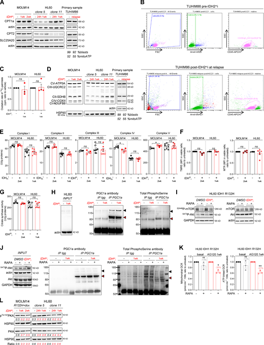 IDHmi reverse 2-HG production but do not necessarily decrease high OxPHOS phenotype and mitochondrial metabolism.(A) Total lysates of MOLM14 and HL60 IDH1 R132H following 24-h, 1-wk, or 2-wk treatment with AG-5198 (2 µM) were immunoblotted with the indicated antibodies relative to FAO proteins. Total lysates of one primary sample IDH2 MUT before IDH1mi (AG221) and at relapse was immunoblotted with the indicated antibodies. Percentage of blasts determined as CD45dim/SSClow–positive cells and percentage of mitochondrial ATP (mitoATP) are given for both time points. See gating strategy in B and Table S1 for patient information. (B) Gating strategy used to assess the percentage of AML blasts in primary AML specimen TUHIM86 before treatment with IDHmi and at relapse. Human peripheral blood mononuclear cells are gated based on the forward (FSC) and side scatter (SSC). Dead cells are excluded with Annexin V staining. AML blast gate is CD45dim and SSClow. (C) 14C palmitate oxidation by MOLM14 and HL60 IDH1 R132H following 1-wk treatment with AG-5198 (2 µM) to assess FAO rate. Error bars indicate mean ± SEM of three independent experiments. Each point is the mean of three technical replicates. The results are given in mean counts per minute (cpm) and normalized to the untreated condition. (D) Total lysates of MOLM14 and HL60 IDH1 R132H following 24-h, 1-wk, or 2-wk treatment with AG-5198 (2 µM) were immunoblotted with the indicated antibodies relative to ETC proteins (representative of at least three independent experiments). Total lysates of one primary sample IDH2 MUT before IDH1mi (AG221) and at relapse were immunoblotted with the indicated antibodies. (E) Mitochondrial ETC complex activities in different clones of HL60 and MOLM14 IDH1 R132H following 1- or 2-wk treatment with AG-5198 (2 µM, plain circles) or AG-120 (2 µM, empty circles). Error bars indicate mean ± SEM of at least four independent experiments. (F) MMP (TMRE assay) and mitochondrial mass (MTR stain) in viable cells measured in different clones of HL60 and MOLM14 IDH1 R132H following 1 or 2 wk of treatment with AG-5198 (2 µM), respectively. Error bars indicate mean ± SEM of at least three independent experiments. (G) Citrate synthase enzymatic activity measured after 24 h in HL60 and MOLM14 IDH1 R132H following 1- or 2-wk treatment with AG-5198 (2 µM, plain circles) or AG-120 (2 µM, empty circles), respectively. Error bars indicate mean ± SEM of at least four independent experiments. (H) IP of PGC1α was followed by immunoblotting using total phosphoserine antibody (right panel) in HL60 IDH1 R132H following 1-wk treatment with control (DMSO) or AG-120 (2 µM). Immunoblots of the inputs confirmed same amount of proteins loaded in the two conditions (left panel). The arrowheads highlight the bands corresponding to PGC1a. (I) Akt was activated through short mTOR inhibition with rapamycin (4 h, 100 nM) in HL60 IDH1 R132H following 1-wk treatment with AG-120 (2 µM). Corresponding total lysates were immunoblotted with the indicated antibodies. (J) IP of PGC1α was followed by immunoblotting using total phosphoserine antibody (right panel) in HL60 IDH1 R132H following 1-wk treatment with control (DMSO) or AG-120 (2 µM) and treated with rapamycin (4 h, 100 nM). Immunoblots of the inputs confirmed same amount of proteins loaded in the two conditions and activation of Akt with rapamycin (left panel). The arrowheads highlight the bands corresponding to PGC1a. (K) Mitochondrial OCR and ATP-linked OCR of HL60 IDH1 R132H following 1-wk treatment with control (DMSO) or AG-120 (2 µM) and treated with rapamycin (4 h, 100 nM). For each panel, HL60 IDH1 WT is represented in blue by circles (clone 4), up triangles (clone 2), and down triangles (clone 7), whereas R132H is represented in red by circles (clone 11) or up triangle (clone 5). MOLM14 is represented by squares, blue for IDH1 WT and red for IDH1 R132H (both induced by doxycycline). Error bars indicate mean ± SEM of three independent experiments. Each point is the mean of three technical replicates. (L) Total lysates of two different clones of HL60 and MOLM14 IDH1 R132H following 24-h, 1-wk, or 2-wk treatment with AGI-5198 (2 µM) were immunoblotted with the indicated antibodies. For each panel, groups were compared with unpaired two-tailed t test with Welch’s correction. *, P < 0.05; **, P < 0.01. CI, complex I; CII, complex II; CIII, complex III, CIV, complex IV; CV, complex V. Refer to the image caption for details.