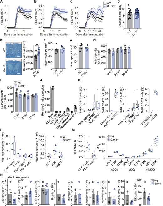 Grm8 deficiency does not alter baseline axonal and syaptic density or immune response in EAE. (A–C) Disease course of individual EAEs that are shown as pooled data in Fig. 5 C. In A, WT, n = 7; Grm8−/−, n = 10. In B, WT, n = 9; Grm8−/−, n = 13. In C, WT, n = 11; Grm8−/−, n = 9. Statistics are provided in Table S5. (D) Day of disease onset of WT and Grm8−/− animals that were subjected to EAE. WT, n = 27; Grm8−/−, n = 31. (E) Quantification of demyelinated area by Luxol blue staining in dorsal columns of spinal cords from WT (n = 7) and Grm8−/− (n = 9) mice in the chronic phase of EAE 30 d after immunization. (F and G) Number of neurons (F) and axons (G) in spinal cords of healthy WT and Grm8−/− mice. All groups, n = 5. (H and I) Actin densities (H) and bassoon puncta (I) of WT and Grm8−/− neuronal cultures at indicated div. (J) Relative Grm8 mRNA expression in the mouse brain and in indicated immune cell subsets. All groups, n = 3. (K) Quantification of BrdU-positive T cells that were derived from draining lymph nodes 9 d after immunization and were restimulated with MOG35–55 or CD3/CD28 antibodies as a positive control and pulsed with BrdU for 16 h. WT unstimulated, n = 5; 1 µg of MOG, n = 4; 10 µg of MOG n = 4; aCD3 + aCD28, n = 3; Grm8−/−, unstimulated, n = 5; 1 µg of MOG n = 4; 10 µg of MOG, n = 4; aCD3 + aCD28, n = 5. (L) Quantification of immune cell populations that were derived from draining lymph nodes 9 d after immunization. WT, n = 5; Grm8−/−, n = 5. (M) Quantification of MFI of the activation marker CD69 in T cells and activation markers CD40, CD80, and CD86 in depicted dendritic cell populations that were derived from draining lymph nodes 9 d after immunization of WT and Grm8−/− mice. For CD69, all groups, n = 4; for CD40, CD80, and CD86, all groups, n = 4. (N) Quantification of absolute numbers of CNS-infiltrating immune cell populations per spinal cord of WT and Grm8−/− mice during the acute phase of EAE 15 d after immunization. All groups, n = 4. Data are shown as mean ± SEM. FDR-adjusted unpaired two-tailed t test was used with **, P < 0.01. cDC, conventional dendritic cell; pDC, plasmacytoid dendritic cell; migDC, migratory dendritic cell.