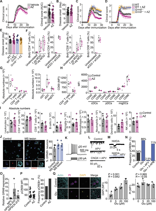 Assessment of the immune response in EAE and hiPSC physiology after pharmacological Grm8 activation. (A and B) Animals were subjected to EAE and were injected with either vehicle or AZ. AUC (A) and day of disease onset (B) were quantified. Vehicle, n = 26; AZ, n = 23. FDR-adjusted Mann–Whitney U test was used. (C and D) Disease course of individual EAEs that are shown as pooled data in Fig. 6 A. In C, WT, n = 10; Grm8−/−, n = 8; WT + AZ, n = 12; Grm8−/− + AZ, n = 6. In D, WT, n = 8; Grm8−/−, n = 8; WT + AZ, n = 11; Grm8−/− + AZ, n = 6. Statistics are provided in Table S5. (E) Day of disease onset of WT and Grm8−/− animals that were injected i.p. with a vehicle or AZ. WT, n = 18; Grm8−/−, n = 17; WT + AZ, n = 23; Grm8−/− + AZ, n = 12. FDR-adjusted Mann–Whitney U test was used. (F) Quantification of BrdU-positive T cells that were derived from draining lymph nodes 9 d after immunization of mice that were treated for 6 d with DMSO vehicle (control) or AZ and were restimulated with MOG35–55 or CD3/CD28 as a positive control and pulsed with BrdU for 16 h. Control, n = 5; AZ, n = 5. (G) Quantification of immune cell populations that were derived from draining lymph nodes 9 d after immunization of mice that were treated for 6 d with DMSO vehicle (control) or AZ. Control, n = 5; AZ, n = 5. (H) Quantification of MFI of the activation marker CD69 in T cells and activation markers CD40, CD80, and CD86 in depicted dendritic cell populations that were derived from draining lymph nodes 9 d after immunization of mice that were treated for 6 d with DMSO vehicle (control) or AZ. Control, n = 5; AZ, n = 5. (I) Quantification of absolute numbers of CNS-infiltrating immune cell populations per spinal cord of mice that were treated with either vehicle or AZ during the acute phase of EAE 15 d after immunization. All groups, n = 5. (J) RNAscope fluorescence in situ hybridization of GRM8 transcripts in brain sections of control individuals and MS NAGM and cortical lesions. All groups, n = 4. Scale bars, 50 µm. (K) In current clamp, stepwise increase of current injections in hiPSC neurons results in depolarization and neuronal firing. (L) In voltage clamp at −70 mV, subsequent application of APV and CNQX reduces spontaneous excitatory post-synaptic currents in hiPSC neurons. (M) Application of 50 µM NMDA for 4 s to hiPSC neurons in the presence of 0.5 µM TTX, 20 µM bicuculline, and 20 µM CNQX induces inward currents at a holding potential of −70 mV (17.4 ± 2.9 pA; n = 5) that can be completely blocked by 50 µM APV. (N) Frequency of pCREB-positive hiPSC neurons after stimulation with 20 µM glutamate, 20 µM glutamate with 50 µM APV, or 20 µM glutamate with 50 µM 2-APB for 20 min. Control, n = 38; Glu, n = 50; Glu + APV, n = 78; Glu + 2-APB, n = 49. (O) Relative mRNA expression of GRM8 in undifferentiated human NPCs and 35 or 75 d after differentiation into hiPSC neurons. All groups, n = 3. (P) hiPSC neurons were treated for 20 min with either 0.1% DMSO or 1 µM AZ (pCREB-positive neurons; control, 54%; AZ, 34%). Control, n = 38; AZ, n = 22. (Q) Neuronal cultures were stimulated with indicated concentrations of glutamate for 2 h, and subsequently 5 µM DAPI was added for 15 min (yellow). After permeabilization, PI (magenta) was used to stain all nuclei and actin (cyan) to visualize neuronal morphology. Left, representative image of vehicle-treated (control) and 20 µM glutamate–stimulated cultures after 2 h. Middle, quantification of nuclear DAPI fluorescence after exposure to indicated glutamate concentration (R = 0.842). Right, quantification of nuclear PI fluorescence after exposure to indicated glutamate concentrations (R = −0.05). All groups, n = 3. Pearson correlation was used. Data are shown as mean ± SEM. Scale bars, 20 µm. FDR-adjusted unpaired two-tailed t test was used with *, P < 0.05. cDC, conventional dendritic cell; pDC, plasmacytoid dendritic cell; migDC, migratory dendritic cell.