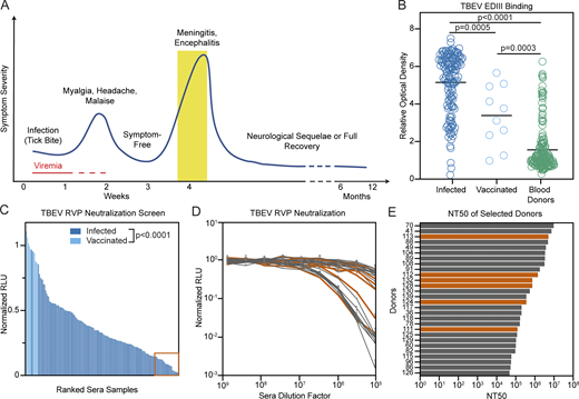 Screening individuals for TBEV antibodies. (A) Diagrammatic representation of the clinical course of TBE. The approximate time of serum collection is shown in yellow. (B) TBEV EDIII IgG ELISA. Graph shows optical density measurement (y axis) relative to a negative control serum for samples from 141 TBEV-infected individuals, 10 TBEV vaccinees, and 168 random blood donors (1:500 dilution) measured in singlicate. P = 0.0005 for infected versus vaccinees; P < 0.0001 for infected versus blood donors; P = 0.0003 for vaccinees versus blood donors; calculated by one-way ANOVA followed by Tukey’s test. Horizontal lines indicate the mean. (C) TBEV RVP neutralization screening. Graph shows ranked serum neutralizing activity (1:600,000 dilution) against TBEV RVPs (average of duplicate wells) relative to no serum control. The orange box (bottom right) indicates the 28 best neutralizers of 141 TBEV-infected individuals and 10 TBEV vaccinees tested. P < 0.0001; calculated using two-tailed Mann–Whitney test. (D) TBEV RVP neutralization curves. Plot shows representative neutralization curves for each of the 28 most potent sera from C. Representative of two experiments, each performed in triplicate. Error bars indicate standard deviation. (E) Ranked NT50s for the top 28 individuals. Average of two independent experiments. In D and E, orange indicates the donors of PBMCs for antibody cloning. Related to Fig. S1 and Table S1. RLU, relative light units. Refer to the image caption for details.