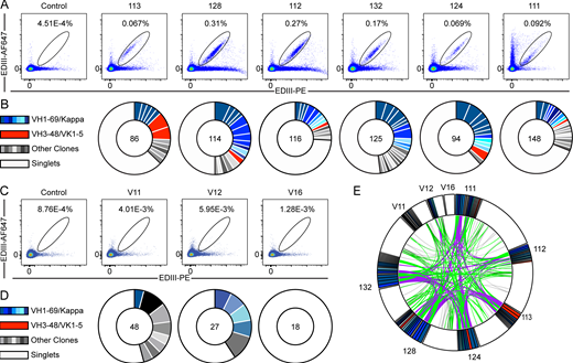Anti-TBEV antibodies from infected and vaccinated individuals. (A) Identification of TBEV-specific B cells from infected donors. Representative flow cytometry plots showing B cells binding to AF647- and PE-labeled TBEV EDIII in one control and six TBEV-infected donors. Numbers indicate percentage of double-positive B cells. The gating strategy is shown in Fig. S2 A. (B) Clonal analysis of antibody sequences. Pie charts show the distribution of antibody sequences from infected donors. The number in the center represents the total number of antibody sequences obtained. Colored or gray pie slices correspond to clonally related sequences, with the size of the slice proportional to the number of sequences. All blue slices are IGVH1–69, and all red slices are IGVH3–48/IGVK1–5. White slices correspond to antibody sequences that are not part of a clone (singlets). (C and D) Same as in A and B, but for one healthy control and three vaccinated donors. (E) Antibody sequence relatedness. Circos plot shows sequences from all donors, with color-coding as in B and D. Connecting lines indicate antibodies that share IGH and IGL V and J genes. Purple, green, and gray lines connect related clones to each other, clones to singlets, and singlets to singlets, respectively. Related to Figs. S2 and S3, Table S2, and Table S3.