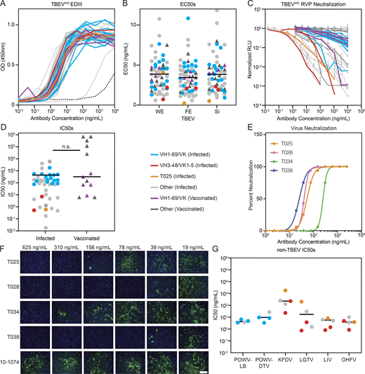Identification of potent and broadly cross-reactive monoclonal antibodies. (A) TBEVWE EDIII ELISA binding curves for 46 and 13 monoclonals from infected and vaccinated individuals, respectively. Data are representative of two experiments performed in singlicate. Dotted line is 10–1074 isotype control. (B) Dot plot summarizing average EC50 values for the antibodies in A to each of three TBEV subtype EDIIIs: TBEVWE, TBEVFE, and TBEVSi. Average of two experiments. The horizontal lines indicate the mean value. (C) RVP neutralization curves for the antibodies in A normalized to no antibody control. Data are representative of two experiments, each performed in triplicate. Error bars indicate standard deviation. (D) Dot plot summarizing the average IC50 for TBEVWE RVP neutralization by the antibodies as in C. Horizontal line indicates the mean IC50. No statistical difference was found by two-tailed Mann–Whitney test. (E and F) TBEV neutralization in vitro. In E, curves represent virus neutralization by serially diluted antibodies. Representative of two independent experiments performed in octuplicate. In F, representative immunofluorescence microscopy images of PS cells infected in the presence of the indicated antibodies are shown. Green is viral antigen, and blue is cell nuclei. Scale bar indicates 200 µm. (G) Cross-neutralization by anti-TBEV antibodies. Graph shows IC50s for selected antibodies against RVPs corresponding to POWV-LB, POWV-DTV, KFDV, LGTV, LIV, and OHFV. Average of two independent experiments performed in triplicate. Horizontal line indicates the mean IC50. In A–D and G, blue and red indicate infected donor-derived IGVH1–69/kappa and IGVH3-48/IGVK1–5 antibodies, while purple indicates IGHV1–69/kappa antibodies from vaccinated individuals. Antibody T025 is shown in orange. In B, D, and G, circles and triangles correspond to antibodies derived from infected or vaccinated donors, respectively. Related to Fig. S4, Table S4, and Table S5.