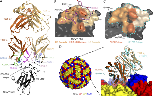 T025 antibody recognizes a lateral ridge epitope on TBEV EDIII that is exposed on the mature virus structure. (A) T025 recognition of the TBEVWE EDIII. T025 interacts with the N-terminal region (EDI–EDIII hinge, the BC loop, and the DE loop) on TBEVWE EDIII. (B) T025 epitope. TBEVWE EDIII residues with an atom within 4 Å of a residue in the T025 Fab are highlighted on a surface representation of the EDIII antigen. CDRH3 and CDRL3 are shown as ribbon backbone with stick side chains. (C) T025 recognizes a similar epitope as the anti-TBEV mouse antibody 19/1786. The T025 epitope is shown in shades of orange; the 19/1786 epitope is outlined in a blue dashed line. Residues within the 19/1786 epitope, but not in the T025 epitope, are labeled. Epitopes are defined as residues that contain an atom within 4 Å of an atom in a residue on the antibody. (D) Surface representation of the cryo-EM structure of TBEV (PDB accession no. 5O6A) shown with fivefold, threefold, and twofold icosahedral symmetry operators at select vertices (left) with inset comparing binding poses of T025 and 19/1786 antibodies (right). Inset: Close-up of the indicated portion (dotted box) of the cryo-EM structure of the viral surface interacting with the 19/1786 VHVL domains (PDB accession no. 5O6V) with the E domains labeled in red, yellow, and blue and the VHVL domains in teal and cyan. The T025-TBEVWE EDIII crystal structure was docked onto a virion EDIII adjacent to an icosahedral twofold symmetry axis after alignment of the EDIII domains (RMSD = 0.97 Å, 82 Ca atoms). The T025 VHVL binds EDIII with a similar pose as the 19/1786 VHVL. Related to Fig. S5 and Table S6.