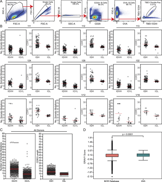 Sorting strategy and antibody sequence analysis. (A) Sorting strategy. Forward and side scatter (FSC and SSC, respectively) were used to gate on single lymphocytes. Dump channel included CD3, CD8, CD14, CD16, and a viability dye. CD20+ B cells that failed to bind OVA (OVA−) but did bind to the TBEV EDIII bait coupled with both PE and AF647 fluorophores were purified. (B) For each donor, the number of V gene somatic nucleotide mutations is shown on the left and the amino acid length of the CDR3 is shown on the right. (C) As in B, but for all donors combined. For B and C, horizontal red lines indicate the mean. (D) Distribution of hydrophobicity GRAVY scores at the IGH CDR3 of antibodies from all donors combined and compared with human repertoire (Briney et al., 2019). P < 0.0001 was determined using the Wilcoxon nonparametric test. Related to Fig. 2, Table S2, and Table S3.