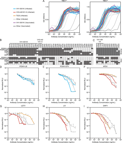 Antibody binding and neutralization. (A) ELISA binding curves to TBEVFE and TBEVSi EDIII for the 59 antibodies. Data are representative of two experiments. (B) Top panel shows screening for infected donor antibodies binding to a panel of tick-borne flavivirus EDIIIs, including POWV-LB, POWV-DTV, KFDV, LGTV, LIV, and OHFV. Antibodies were screened in duplicate at 1 µg/ml. Bottom panel shows screening for neutralization against RVPs corresponding to the same panel of tick-borne flaviviruses. Infected donor antibodies were screened in triplicate at 1 µg/ml. (C) Screening for vaccine antibodies binding and neutralization against a panel of tick-borne flavivirus EDIIIs and RVPs as in B. In B and C, gray indicates binding or neutralization over control. (D–I) Neutralization curves of selected antibodies against tick-borne flavivirus RVPs other than TBEV. Representative of two experiments in triplicate. Error bars indicate standard deviation. Related to Fig. 3, Table S4, and Table S5.