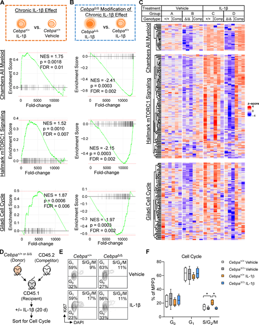 Cebpa knockout counteracts chronic IL-1β–driven transcriptional programs.(A–C) GSEA using “Chambers all myeloid,” “hallmark mTORC1 signaling,” and “Giladi cell cycle” gene sets. (A) Schematic and enrichment plots for pairwise comparison between Cebpa+/+ MPP3 isolated from chronic IL-1β–treated versus vehicle-treated mice (“chronic IL-1β effect”). (B) Schematic and enrichment plots for pairwise comparison between CebpaΔ/Δ and Cebpa+/+ MPP3s isolated from chronic IL-1β–treated mice (“CebpaΔ/Δ modification of chronic IL-1β effect”). (C) Heatmaps for leading edge genes from B (genes for heatmap are listed in Table S1). (D) Experimental design for cell cycle analysis (n = 5 per group). (E) Representative flow cytometry plots for Ki67/DAPI cell cycle analysis. (F) Graph of frequency of MPP3 in G0, G1, S/G2/M. FDR, false discovery rate; NES, normalized enrichment score. In D–F, cell cycle data are from one experiment with n = 5 mice per group, presented as mean ± SD, and analyzed by two-way ANOVA with Tukey’s multiple comparisons test. *, P < 0.05; **, P < 0.01.