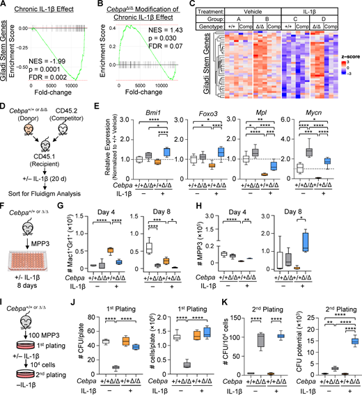 Chronic IL-1β triggers aberrant expansion potential of Cebpa-knockout MPP3.(A–C) GSEA using “Giladi stem genes” gene set. (A) Schematic and enrichment plot for pairwise comparison between Cebpa+/+ MPP3 isolated from chronic IL-1β–treated versus vehicle-treated mice (“chronic IL-1β effect”). (B) Schematic and enrichment plot for pairwise comparisons between CebpaΔ/Δ versus Cebpa+/+ MPP3 isolated from chronic IL-1β–treated mice (“CebpaΔ/Δ modification of chronic IL-1β effect”). (C) Heatmap for leading edge genes from B (genes for heatmap are provided in Table S1). (D) Experimental design for Fluidigm Biomark gene expression analysis (one experiment independent from RNA-Seq, eight replicates from n = 5 pooled mice per group). (E) Relative expression of self-renewal genes (Bmi1, Foxo3, Mpl, and Mycn) calculated by first normalizing to Gusb within each group, then normalizing to Cebpa+/+ vehicle group. (F–H) Liquid culture data representative of three separate experiments with n = 3–5 per group. (F) Experimental design for MPP3 liquid culture. (G) Time course of Mac1+Gr1+ absolute numbers. (H) Time course of MPP3 absolute numbers. (I–K) CFU assay representative of two experiments with n = 3 or 6 per group. (I) Experimental design for MPP3 CFU. (J) CFU counts per plate and total cell counts per plate from initial plating. (K) CFU counts per plate upon replating 104 cells and calculated cumulative CFU potential from second plating. FDR, false discovery rate; NES, normalized enrichment score. Data are presented as mean ± SD and analyzed by two-way ANOVA with Tukey’s multiple comparisons test. *, P < 0.05; **, P < 0.01; ***, P < 0.001; ****, P < 0.0001, except in G and H, in which symbols for different comparisons are indicated.