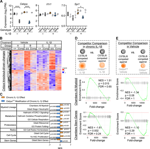 Cebpa knockout confers a fitness advantage in the context of chronic IL-1β in vivo.(A) Expression of Cebpa, Il1r1, and Spi1 plotted as log2(counts per million) from RNA-seq (n = 3 of three to four mice pooled). (B) Heatmap of all genes significantly changed (adjusted P < 0.05) by Cebpa knockout (genes for heatmap are listed in Table S1). (C) Table summarizing the GSEA normalized enrichment score (NES) for select gene sets for “chronic IL-1β effect” and “CebpaΔ/Δ modification of chronic IL-1β effect” pairwise comparisons. (D and E) GSEA with “Chambers all myeloid” and “Chambers stem genes” gene sets. (D) Schematic and enrichment plots for pairwise comparison between C57BL/6 MPP3 competed against CebpaΔ/Δ or Cebpa+/+ from chronic IL-1β–treated mice. (E) Schematic and enrichment plots for pairwise comparison between C57BL/6 MPP3 competed against CebpaΔ/Δ or Cebpa+/+ from vehicle-treated mice. FDR, false discovery rate; NES, normalized enrichment score. Data are presented as mean ± SD and analyzed by two-way ANOVA with Tukey’s multiple comparisons test (in A). *, P < 0.05; ****, P < 0.0001.